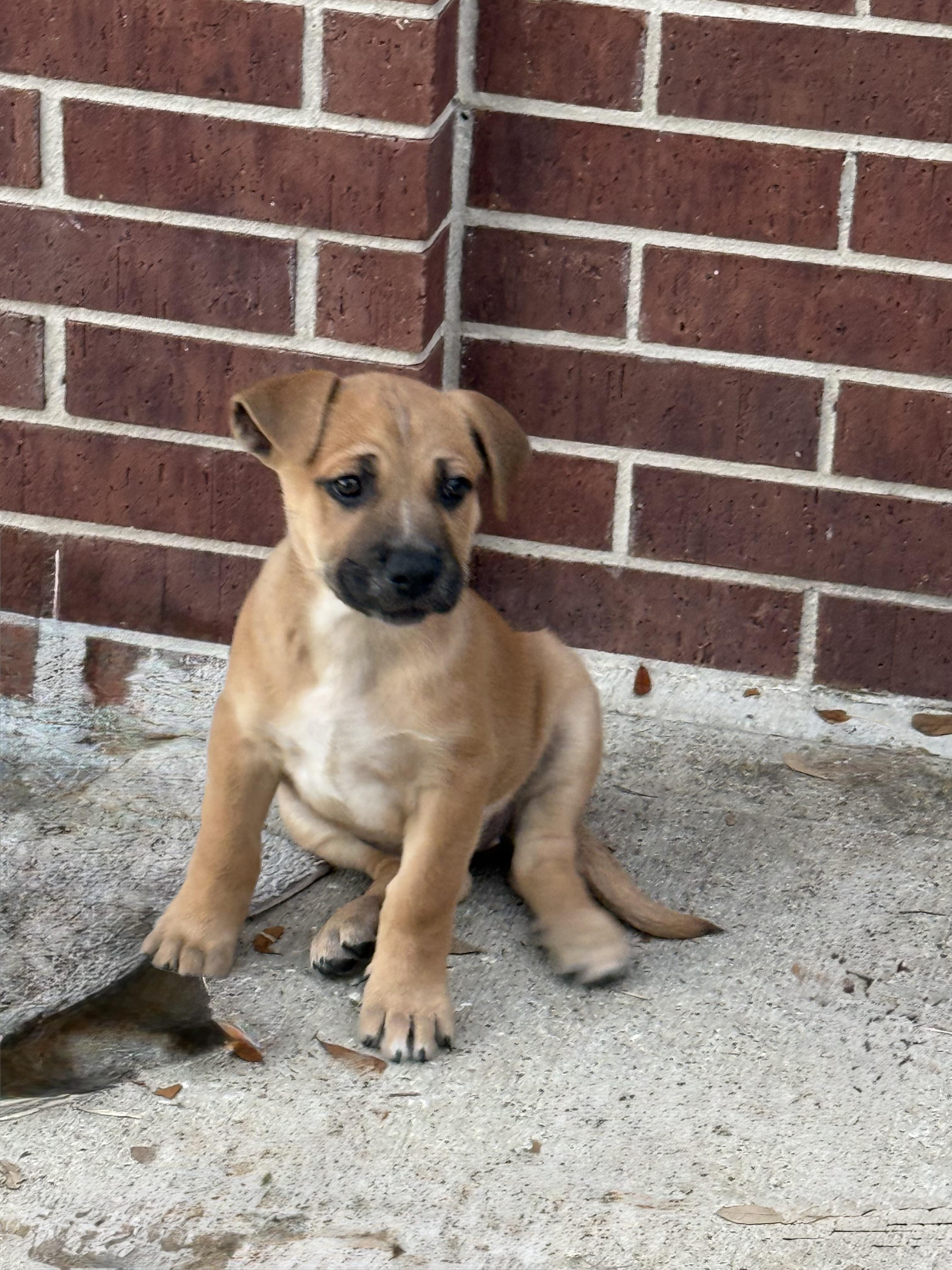 Cosette — thumbnail 3