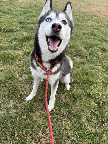 Isabeau, Adoptable, Adult Female Husky & Mixed Breed.