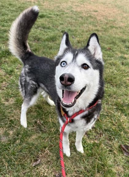 Enlarge Isabeau, a Adoptable mixed breed in Independence, MO image 2/2