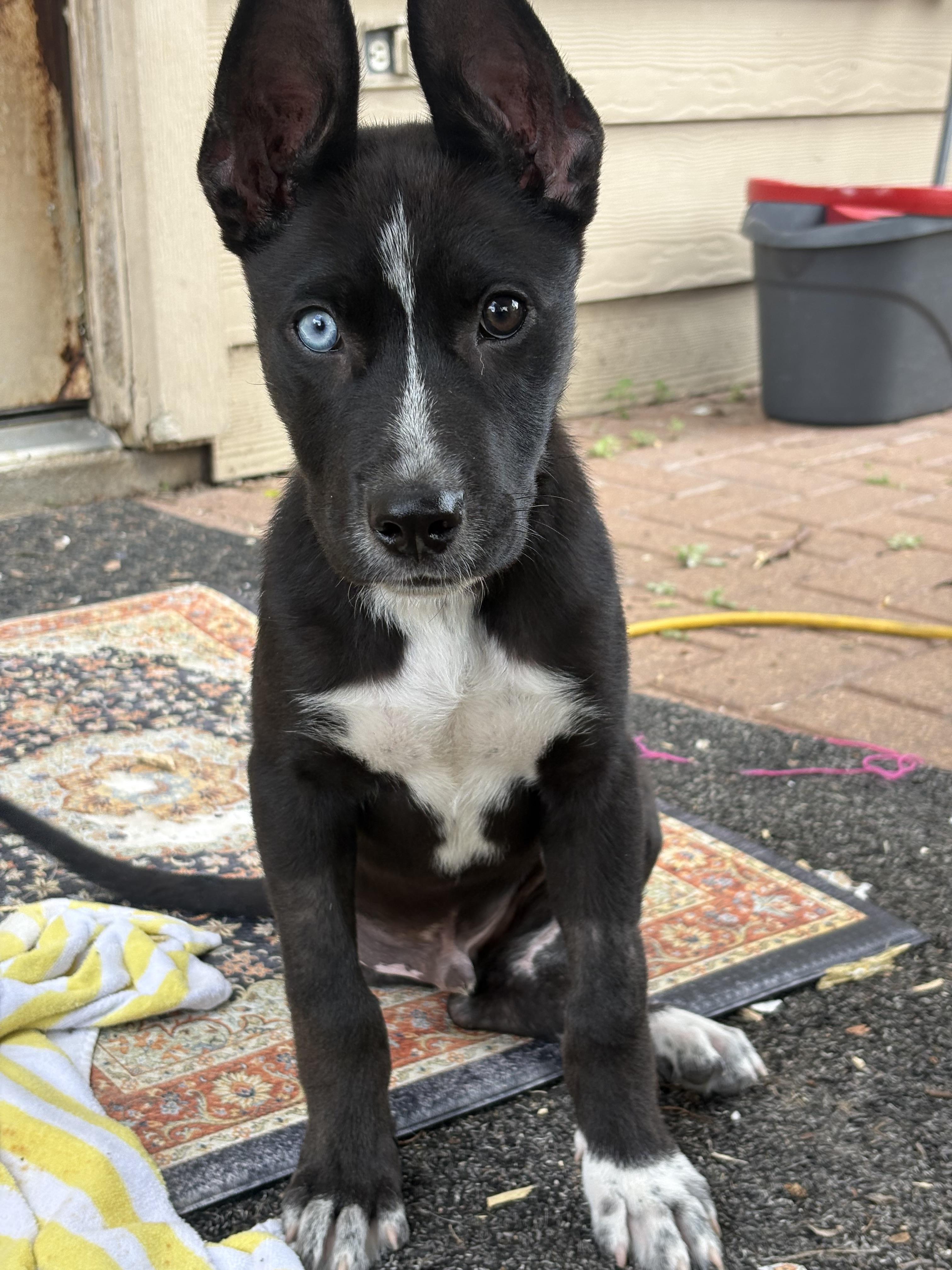 Jefferson, an adopted mixed breed in Wilmington, NC image 6/6