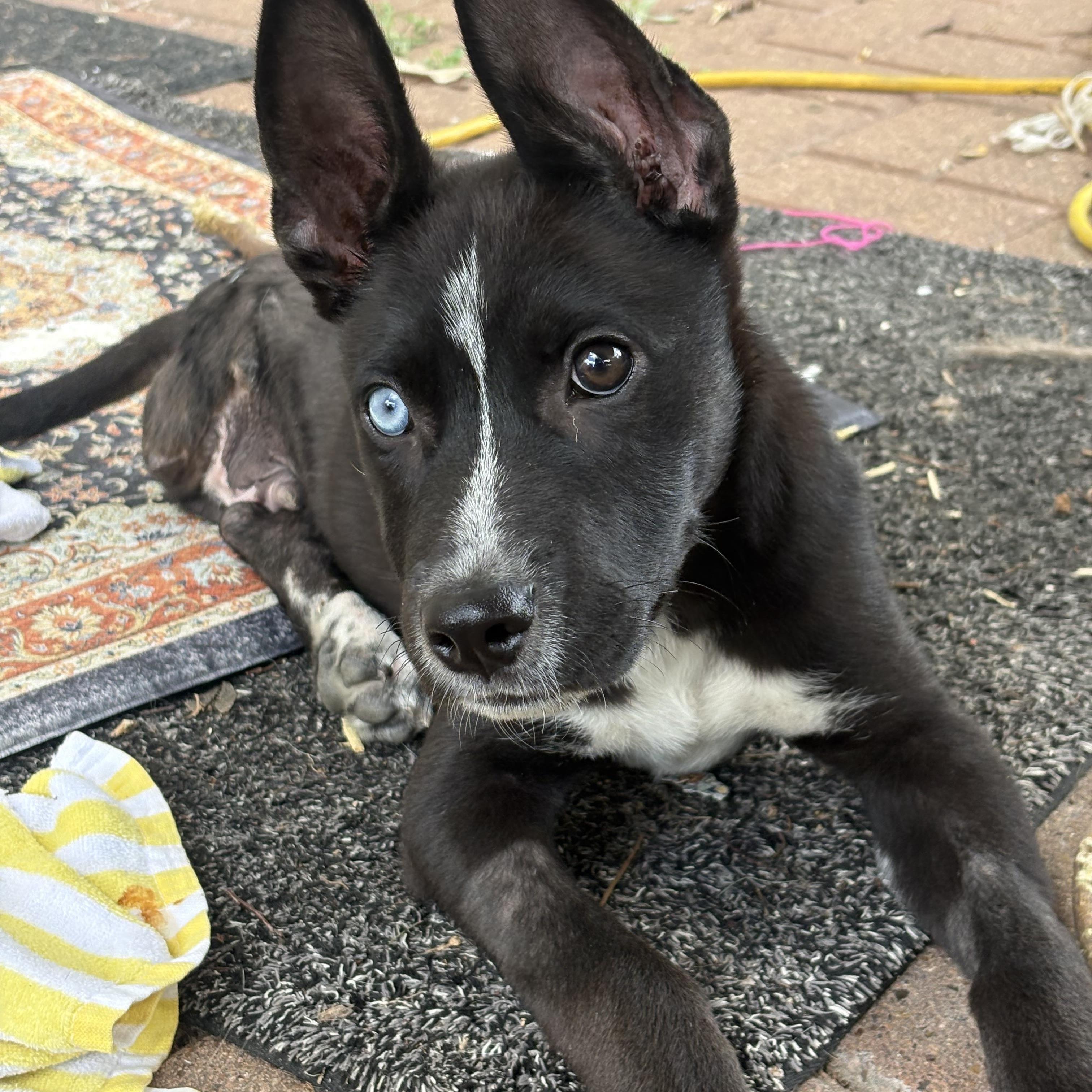 Jefferson, an adopted mixed breed in Wilmington, NC image 1/6