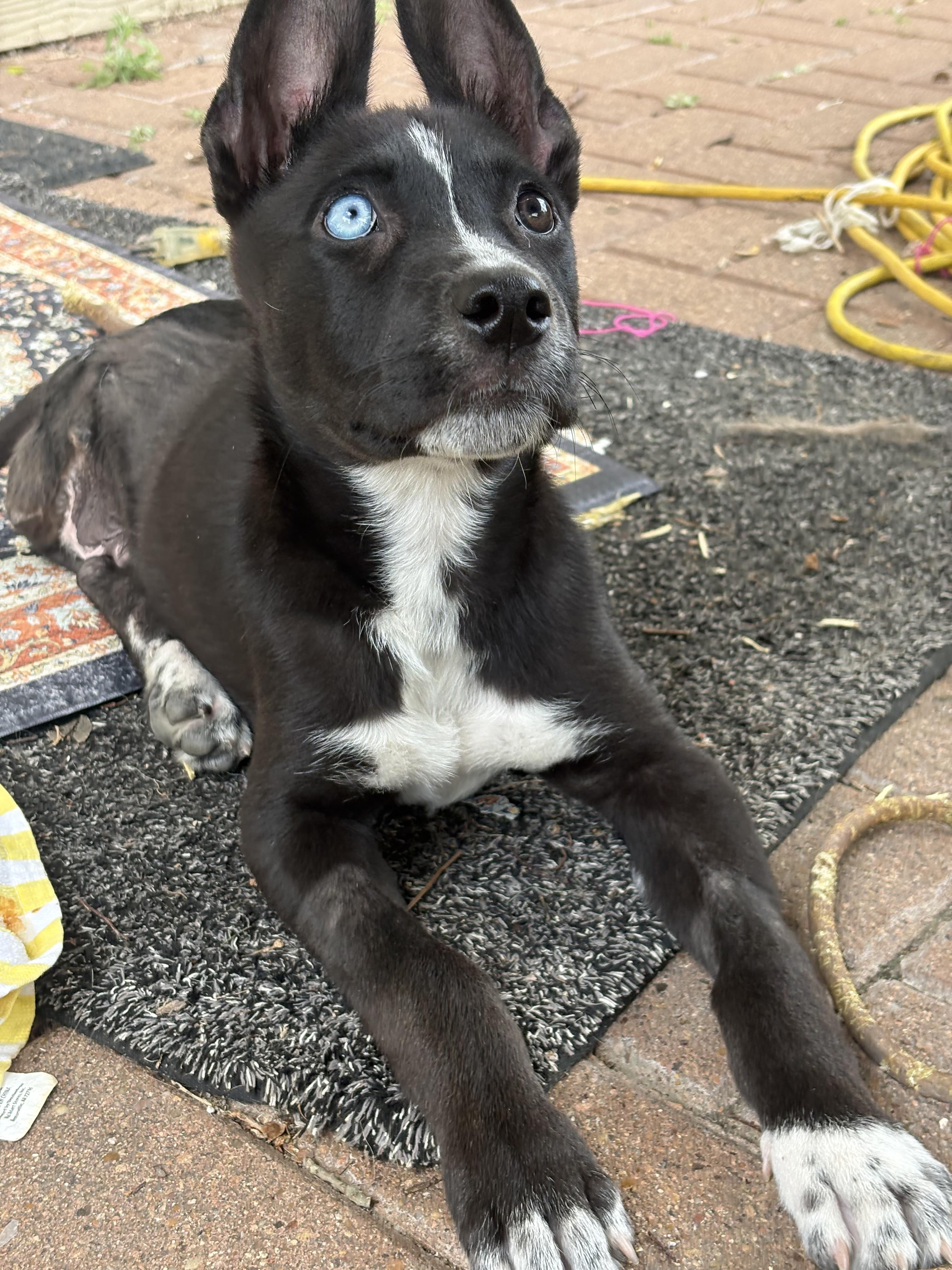 Jefferson, an adopted mixed breed in Wilmington, NC image 5/6