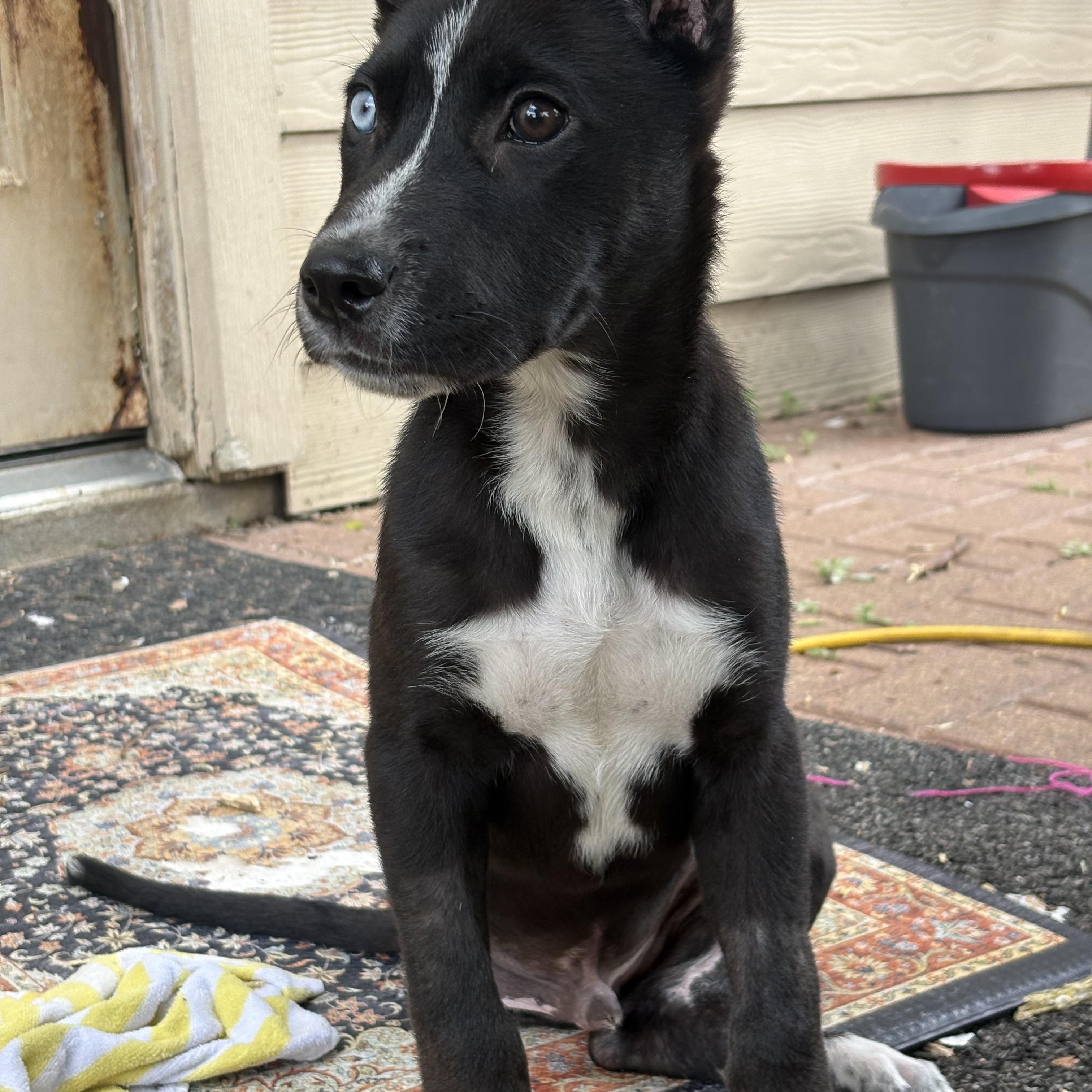 Jefferson, an adopted mixed breed in Wilmington, NC image 4/6