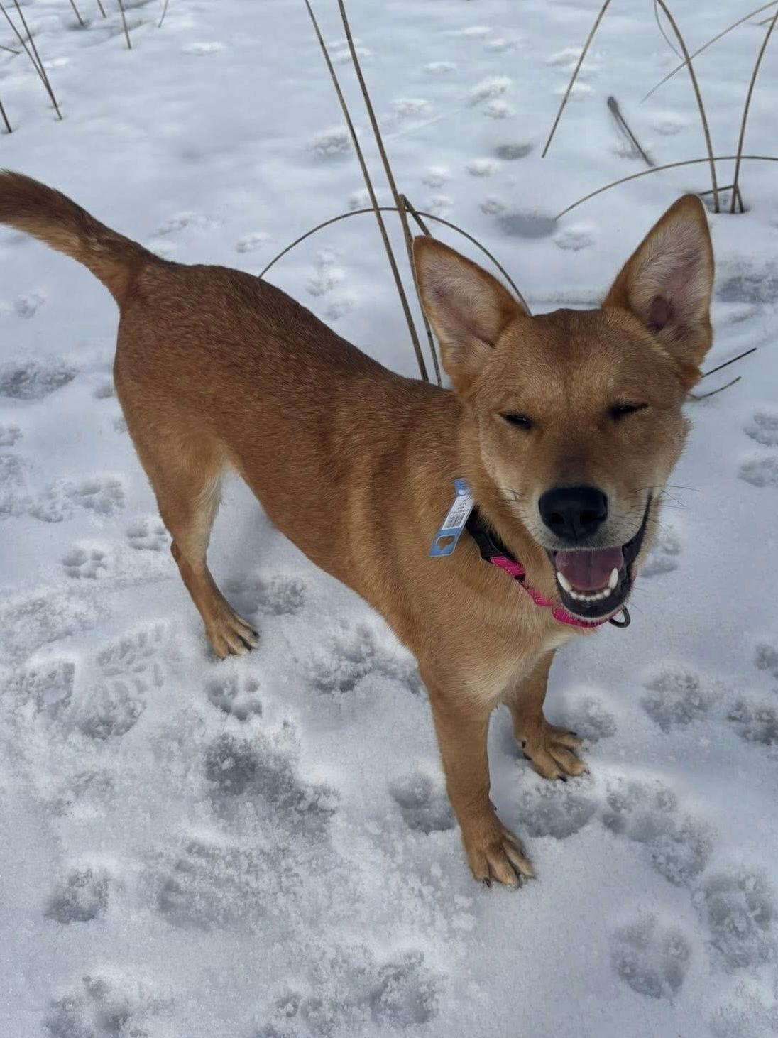 Enlarge Leah, a Adoptable Shepherd in Polson, MT image 1/2
