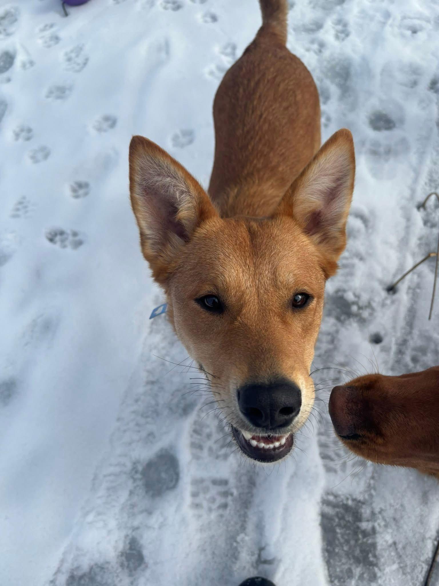 Enlarge Leah, a Adoptable Shepherd in Polson, MT image 2/2