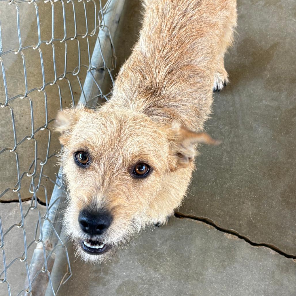 VINNY, a ADOPTABLE Terrier in Joshua Tree, CA image 3/3