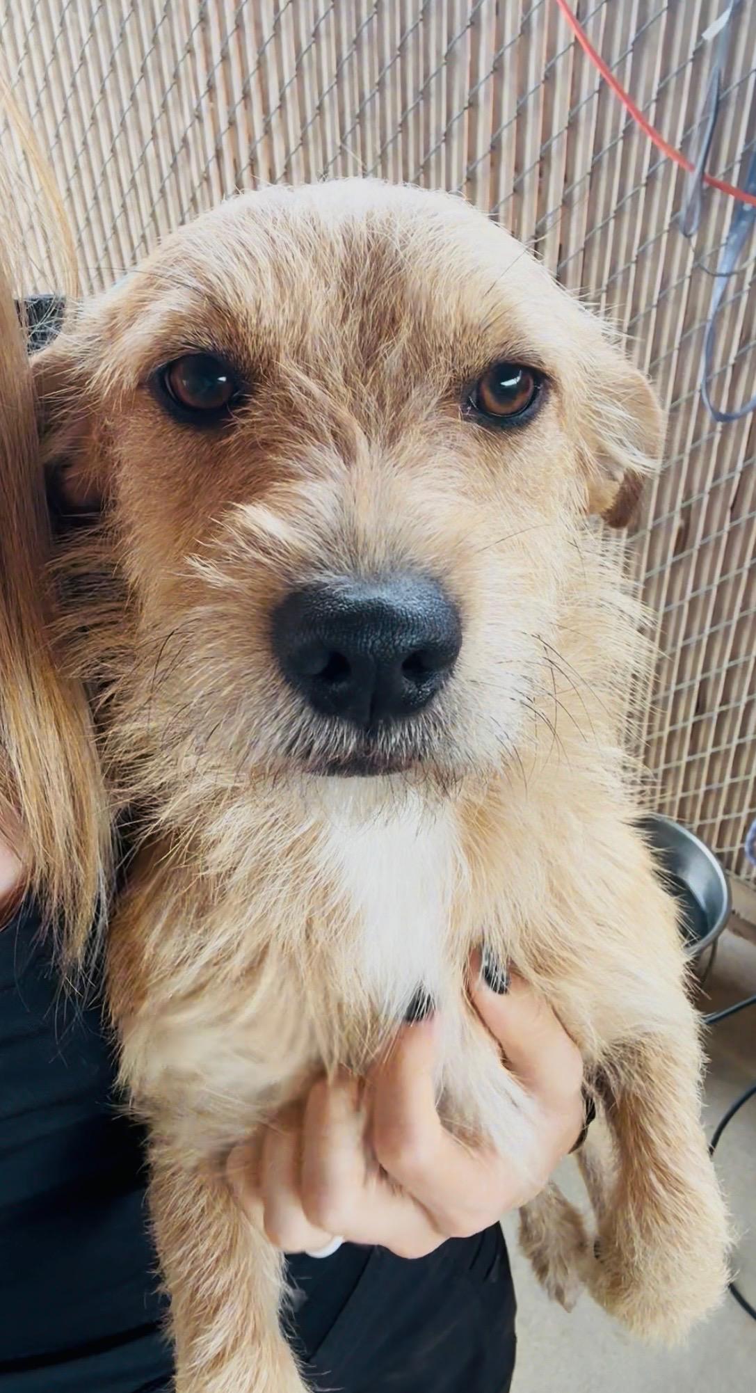 VINNY, a ADOPTABLE Terrier in Joshua Tree, CA image 1/3