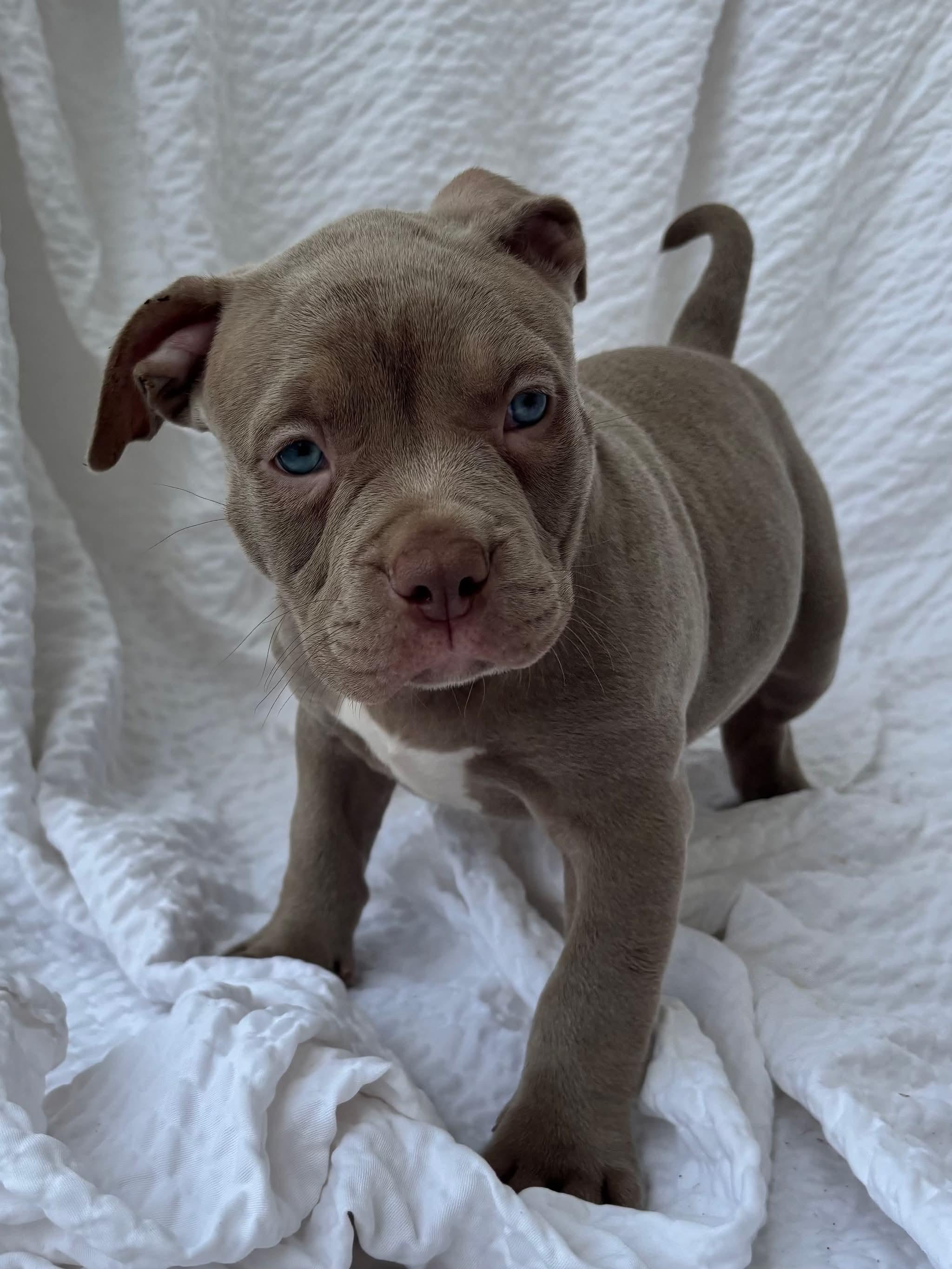 Enlarge Resie, a ADOPTABLE American Staffordshire Terrier in Grafton, MA image 1/1