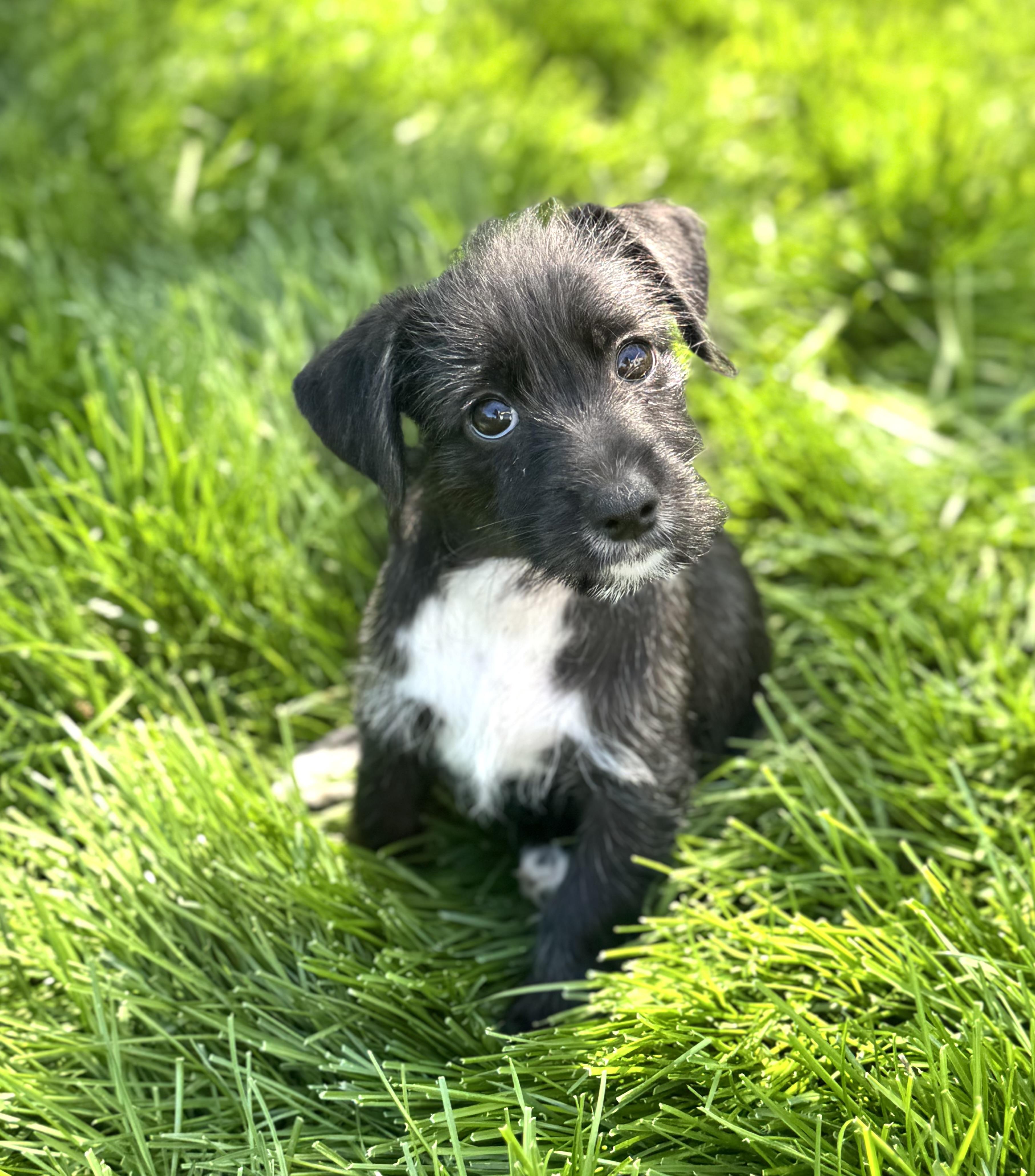 Enlarge Misty, an adopted mixed breed in Gainesville, VA image 6/6