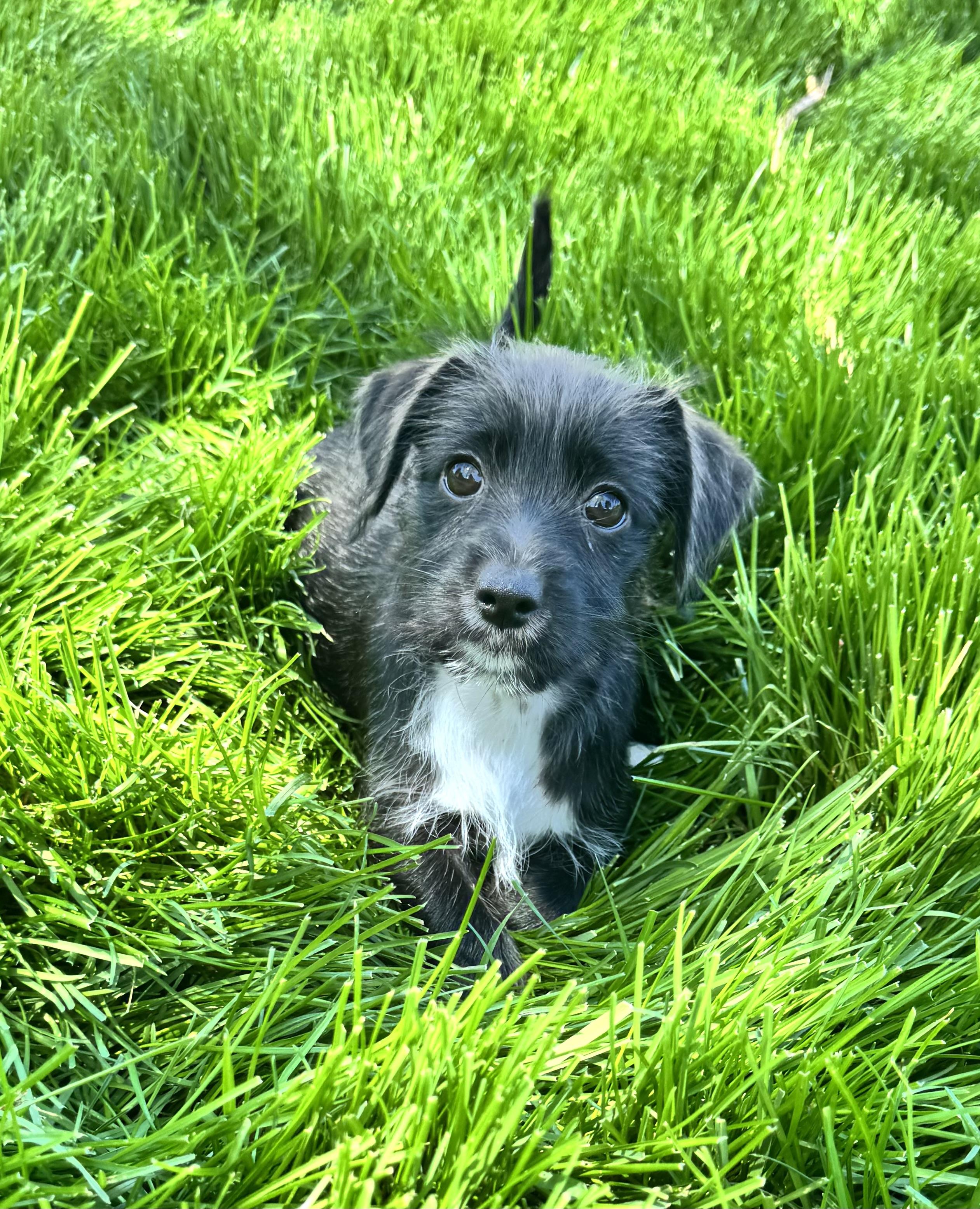 Enlarge Misty, an adopted mixed breed in Gainesville, VA image 3/6