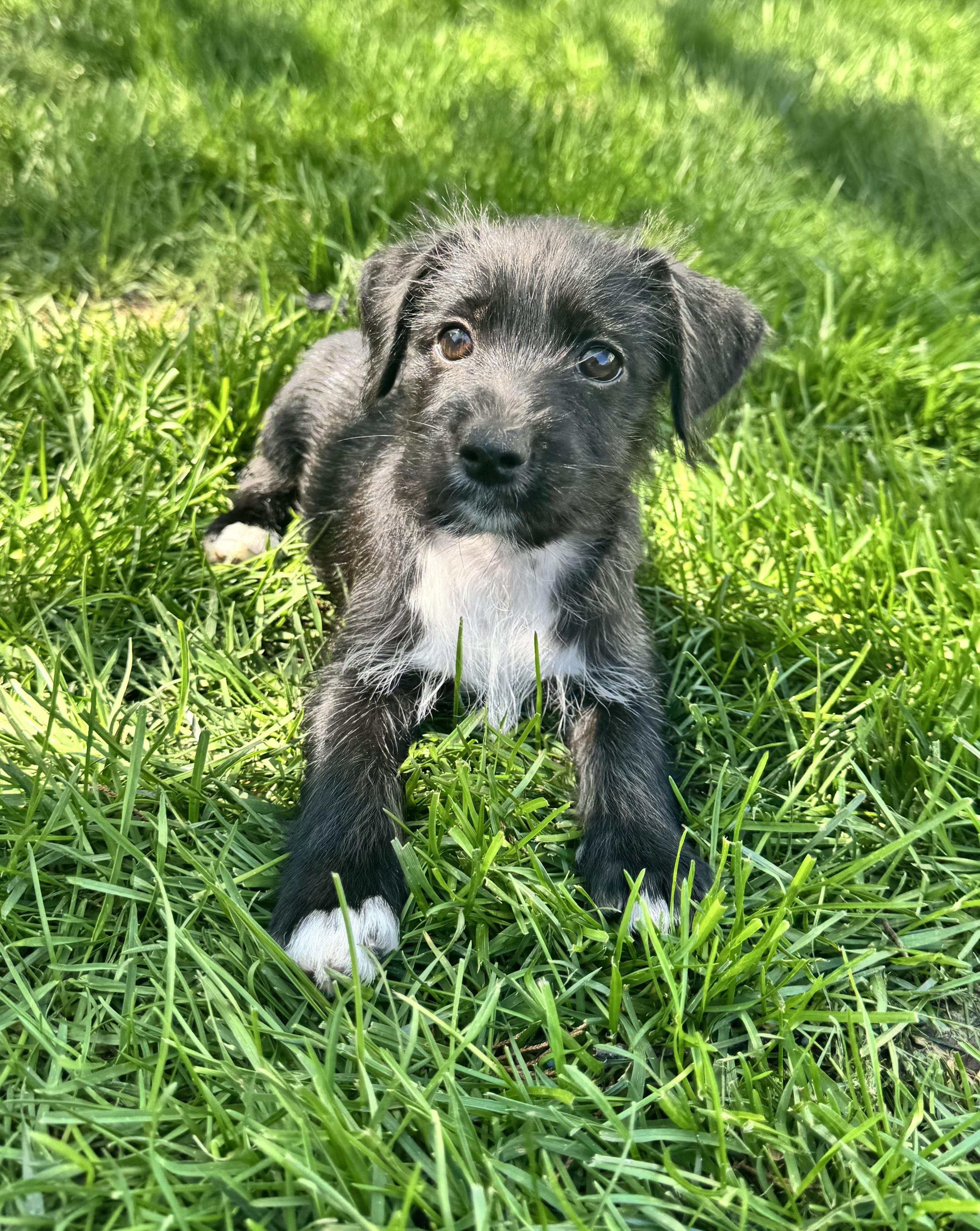 Enlarge Misty, an adopted mixed breed in Gainesville, VA image 5/6
