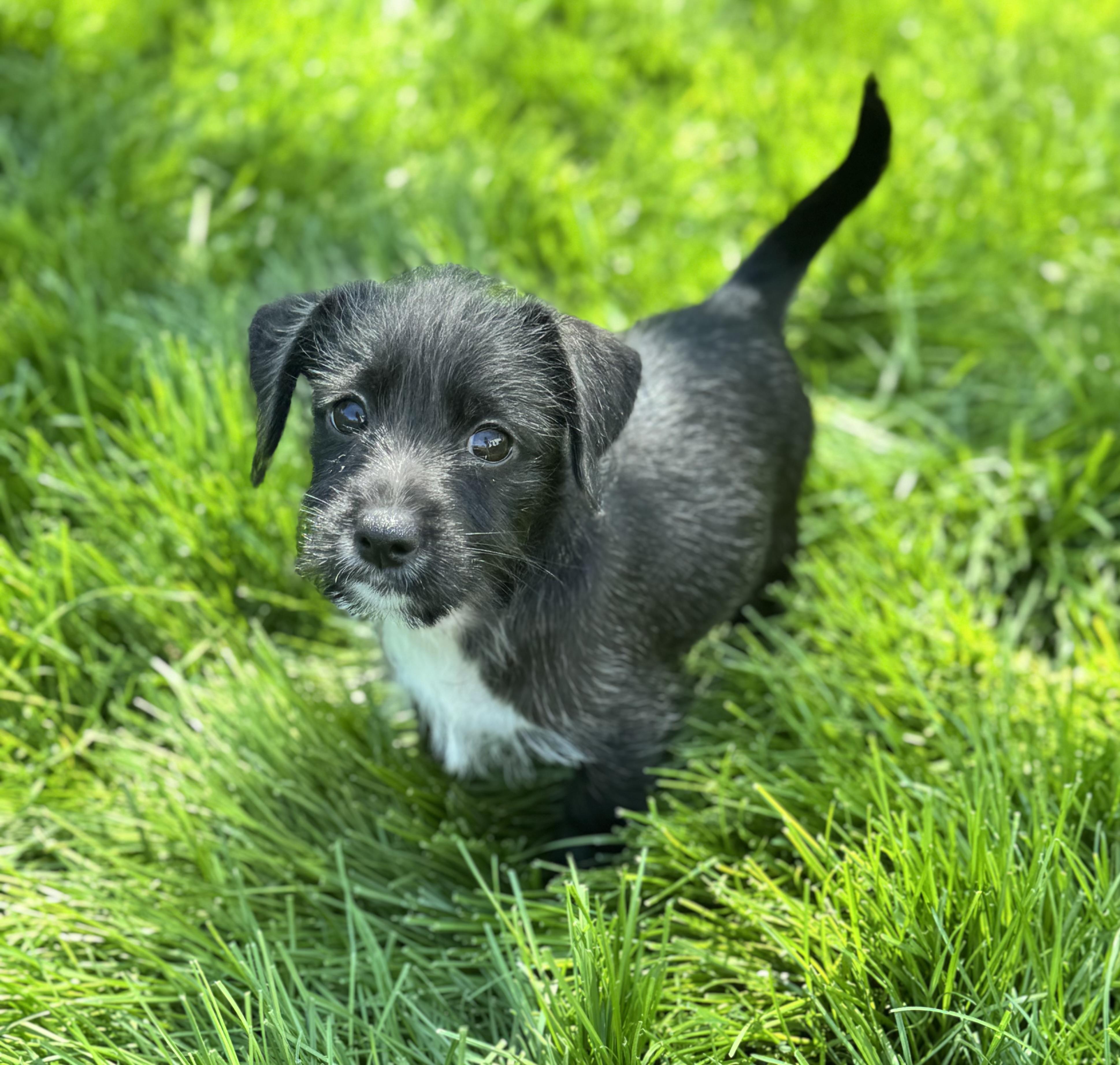 Enlarge Misty, an adopted mixed breed in Gainesville, VA image 4/6
