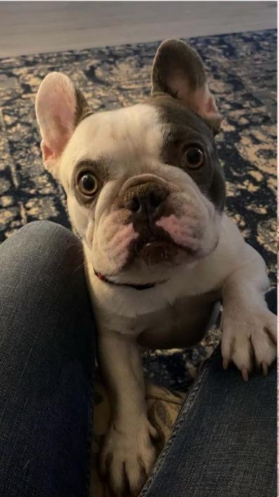 Enlarge Maurice, a Adoptable French Bulldog in Mesa, AZ image 1/3