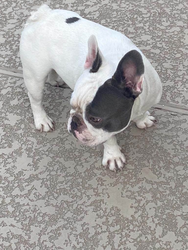 Enlarge Maurice, a Adoptable French Bulldog in Mesa, AZ image 2/3