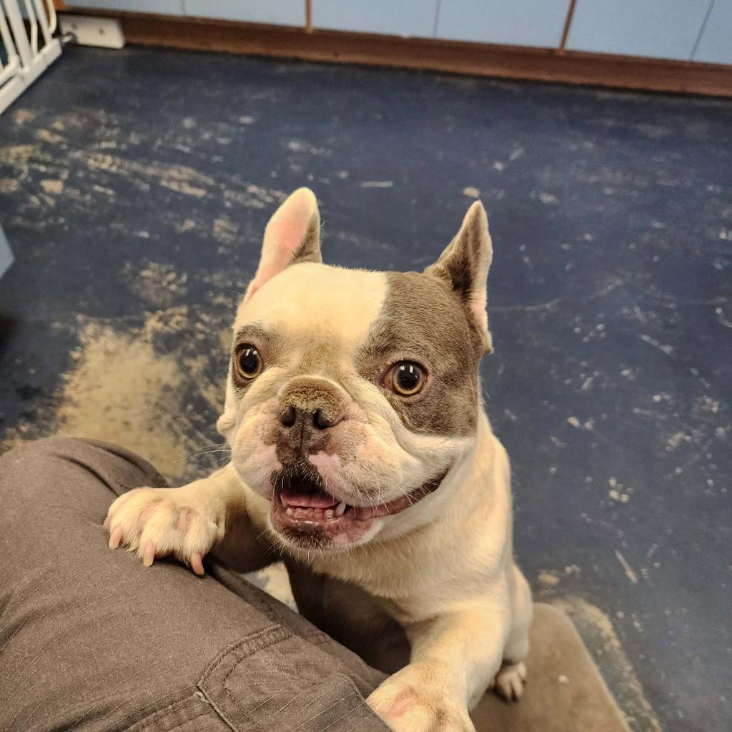 Enlarge Maurice, a Adoptable French Bulldog in Mesa, AZ image 3/3