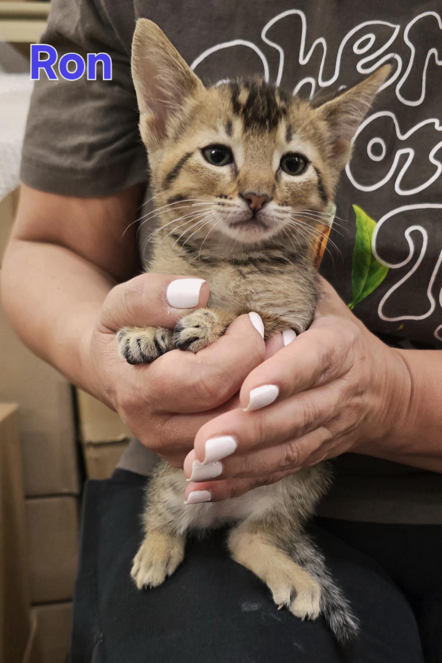 Ron Weasley , ADOPTABLE, Kitten Male Domestic Short Hair.