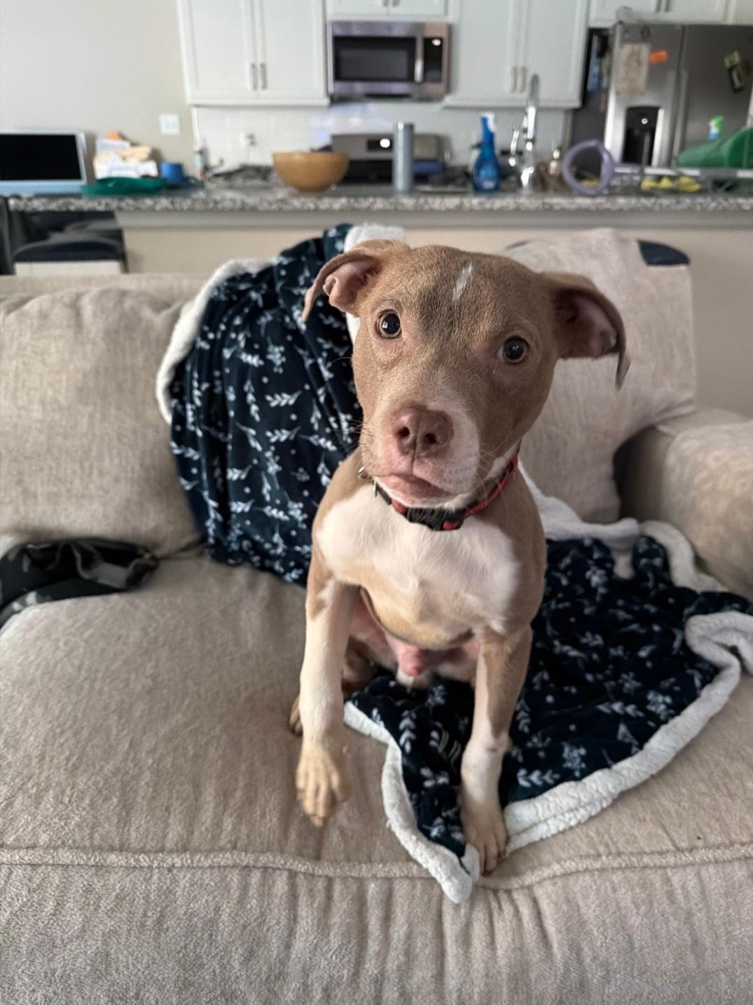 Enlarge Tanner, a Adopted Pit Bull Terrier in merrillville, IN image 2/2