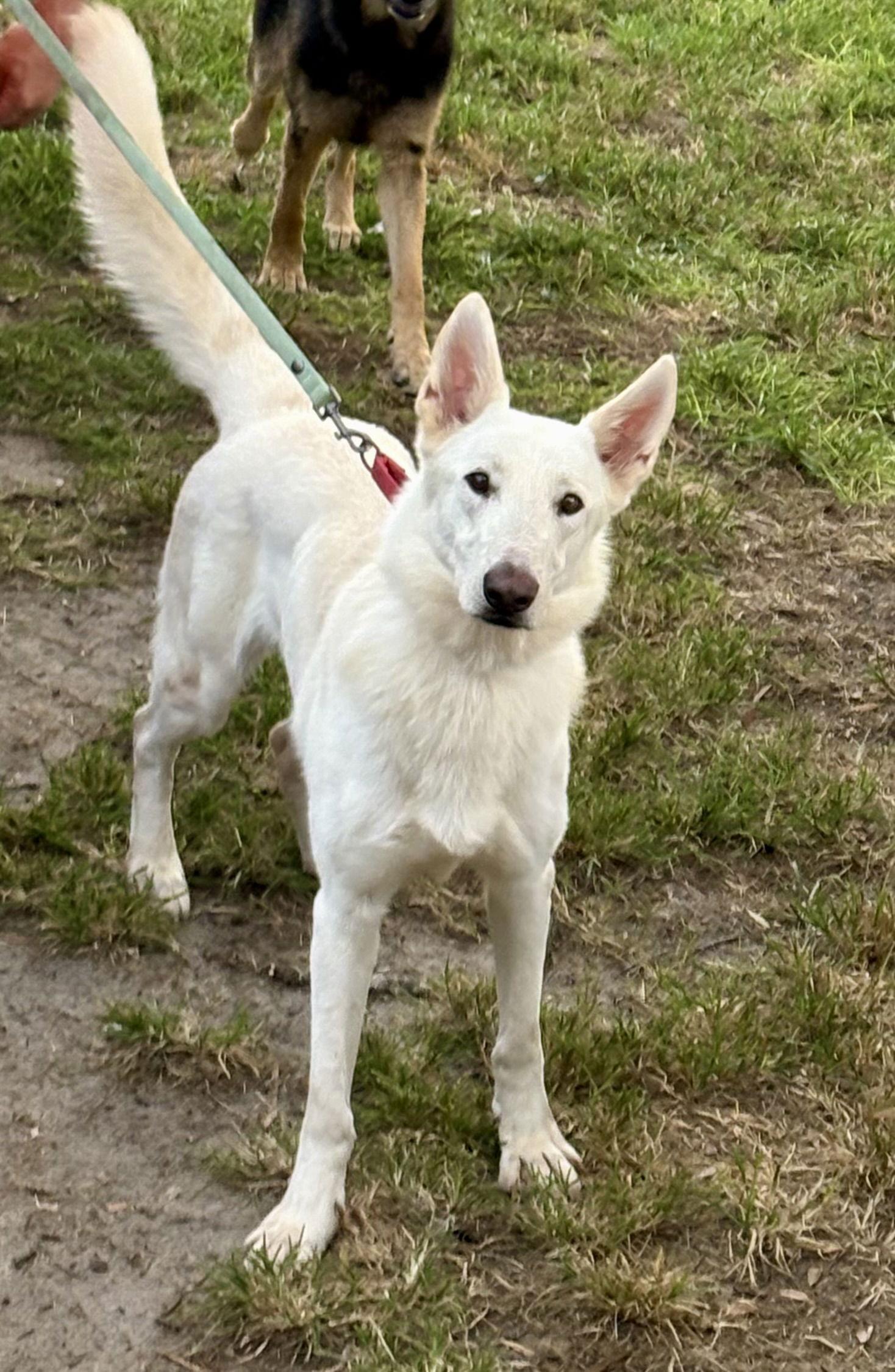 Enlarge Loki-11mthsFullyVetted Big Boy! GREAT Dog!!...$425, a Adopted German Shepherd Dog in Holly Hill, SC image 1/2