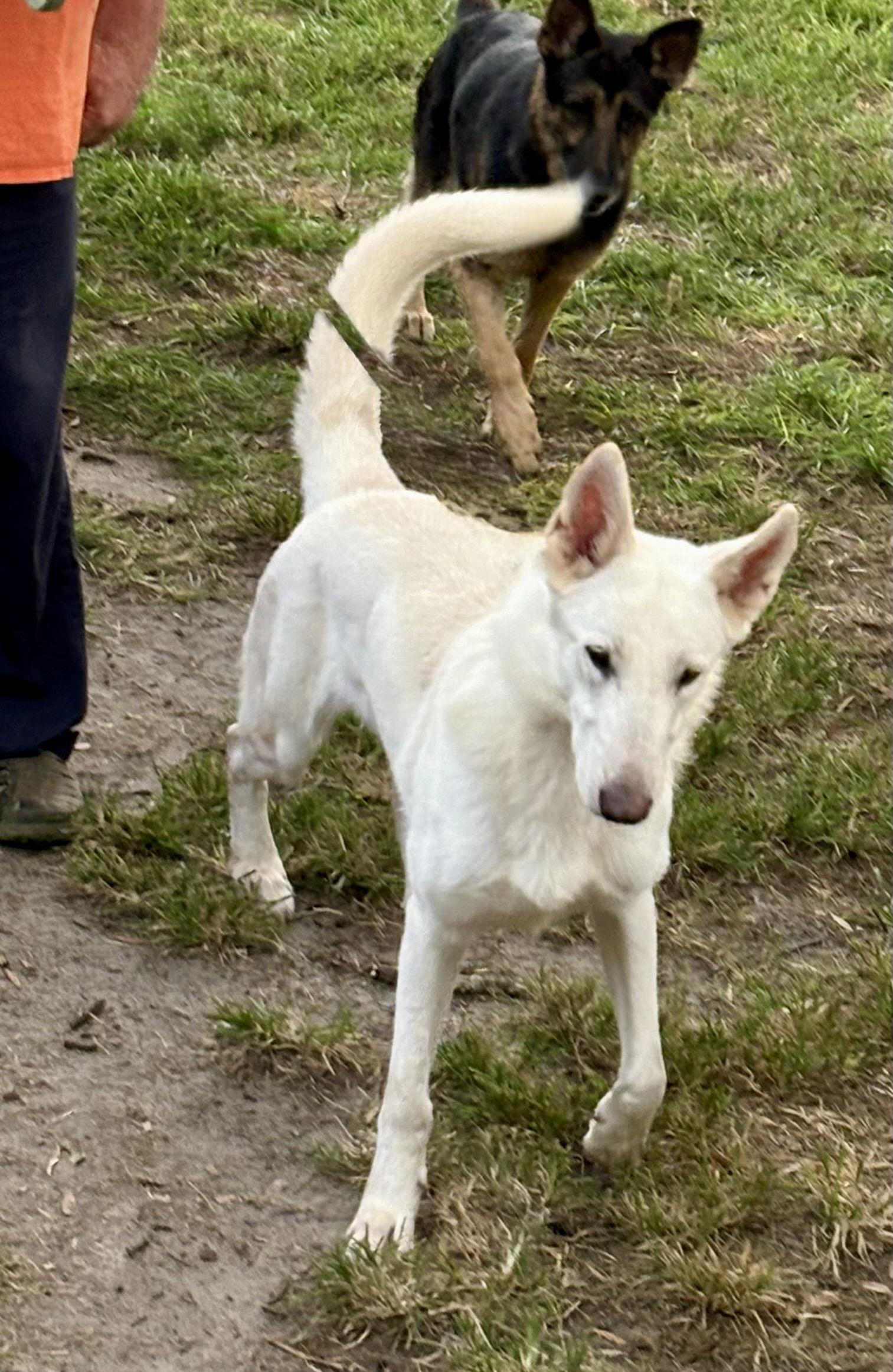 Enlarge Loki-11mthsFullyVetted Big Boy! GREAT Dog!!...$425, a Adopted German Shepherd Dog in Holly Hill, SC image 2/2