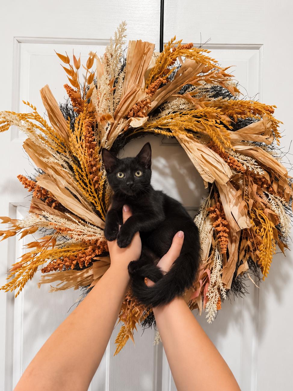 Willow - 100.00, Adoptable, Kitten Female Domestic Short Hair.