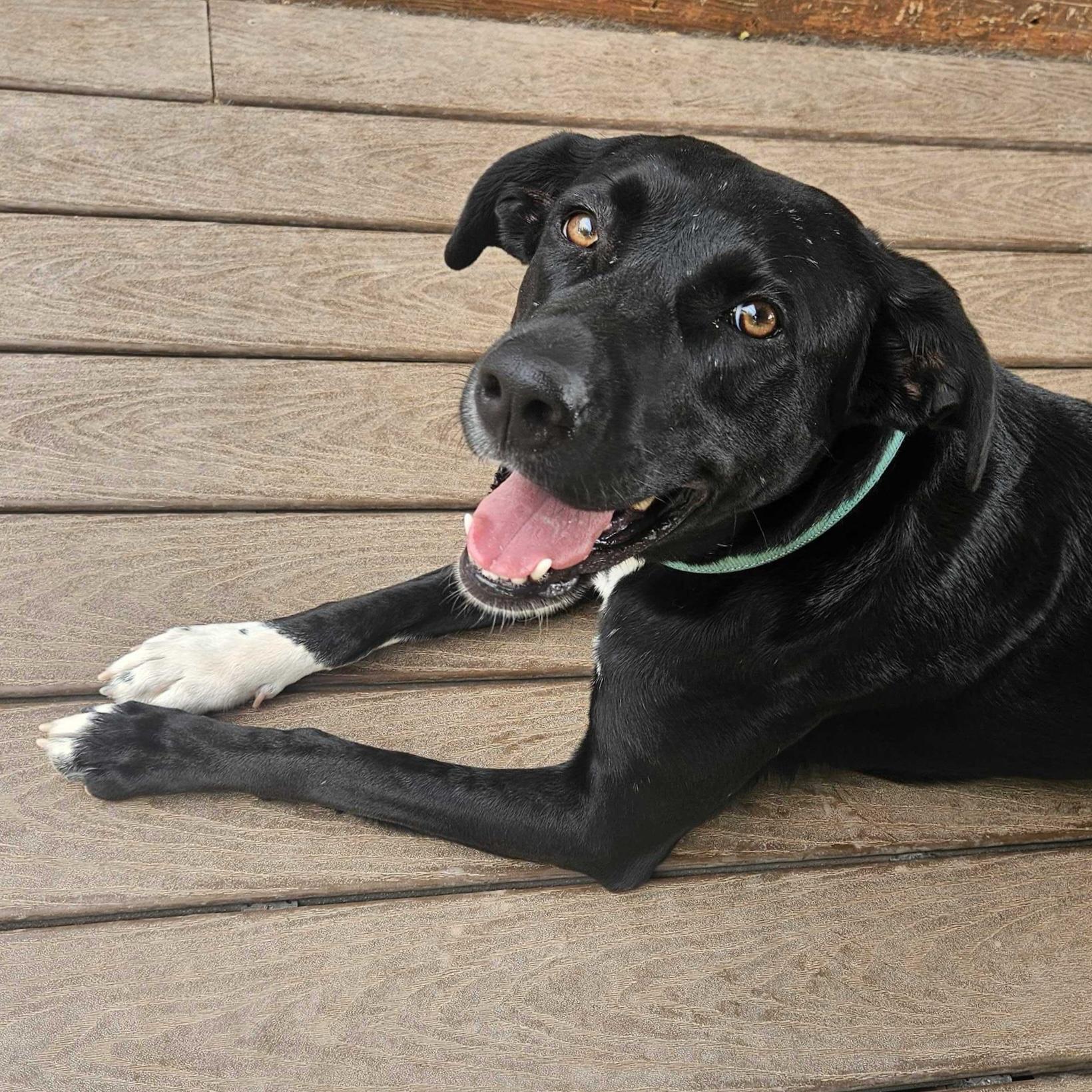 Daisy, Adoptable, Young Female Mixed Breed.