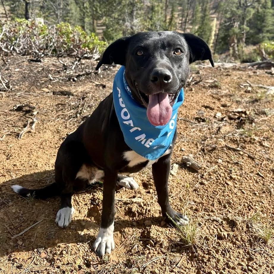 Daisy, a Adoptable mixed breed in Hurricane, UT image 1/6