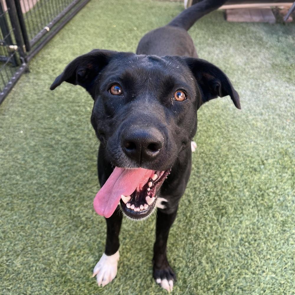 Daisy, a Adoptable mixed breed in Hurricane, UT image 3/5