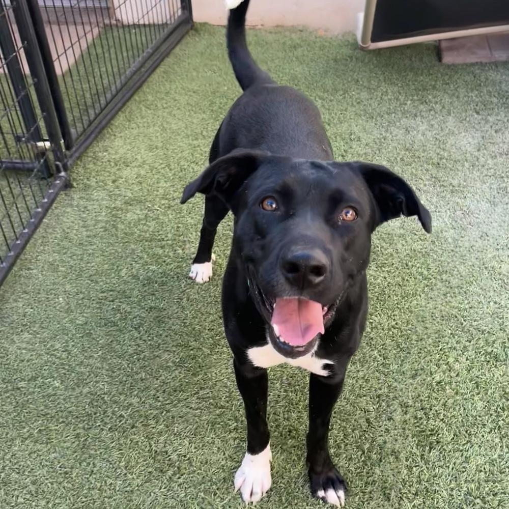 Daisy, a Adoptable mixed breed in Hurricane, UT image 4/5