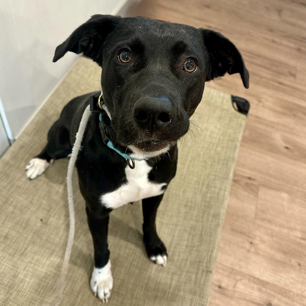 Daisy, a Adoptable mixed breed in Hurricane, UT image 5/5