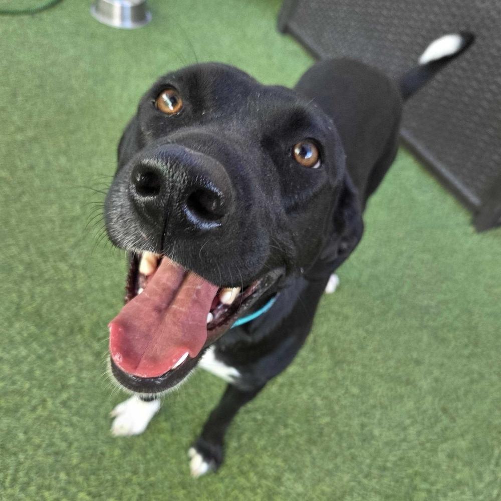 Enlarge Daisy, a Adoptable mixed breed in Hurricane, UT image 4/5