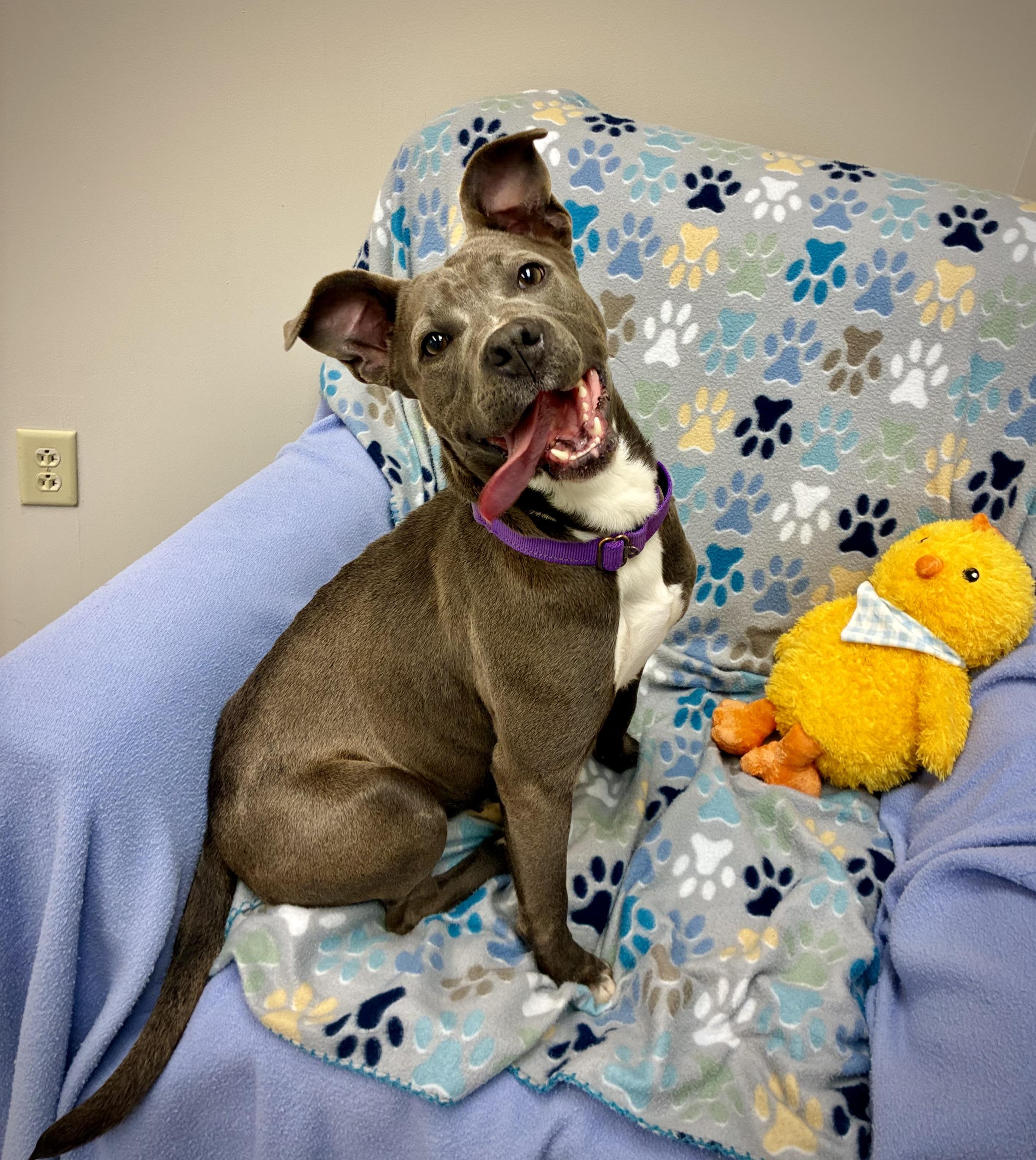 Enlarge Opal, an adoptable mixed breed in Senatobia, MS image 3/3