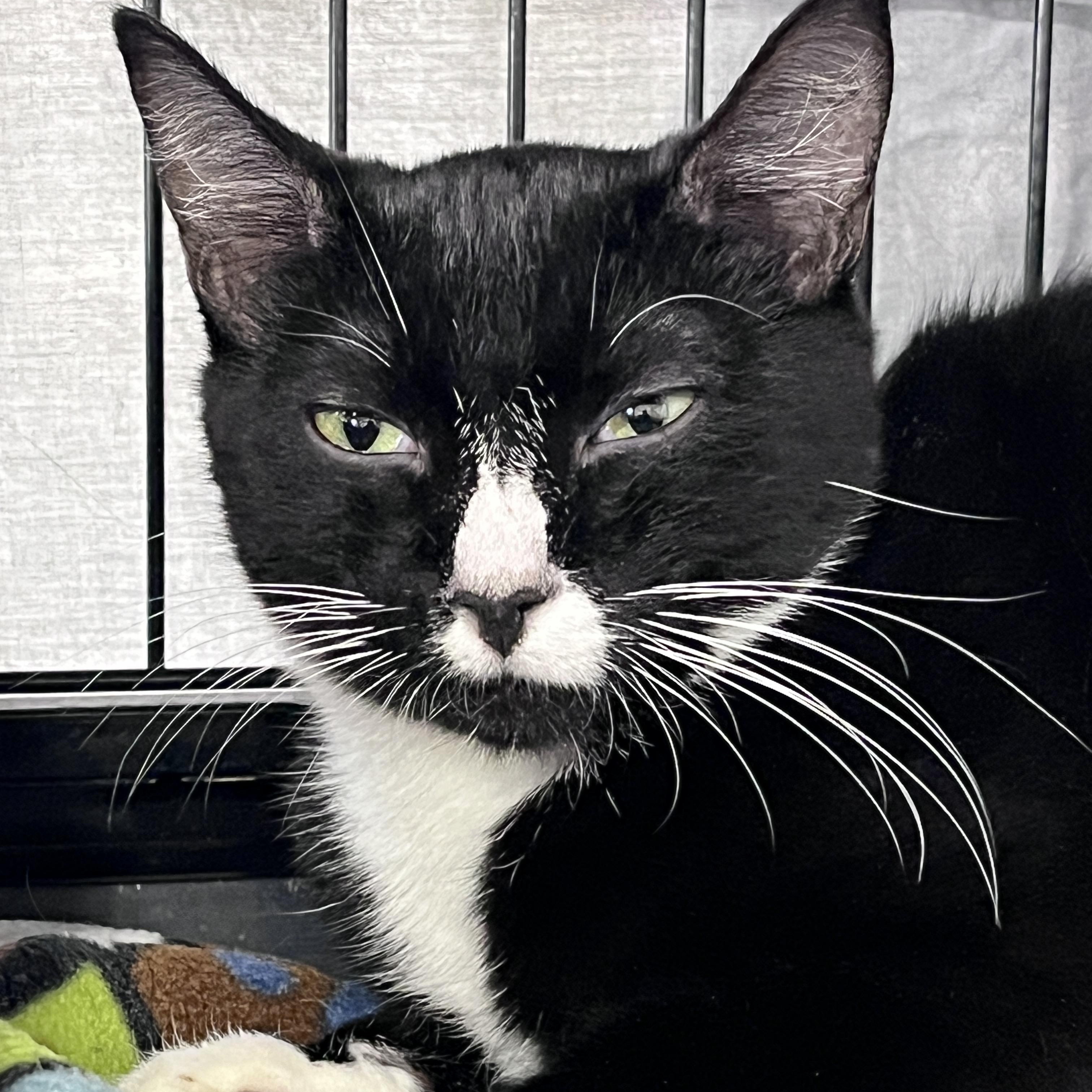 Fry, adopted, Young Male Domestic Short Hair.
