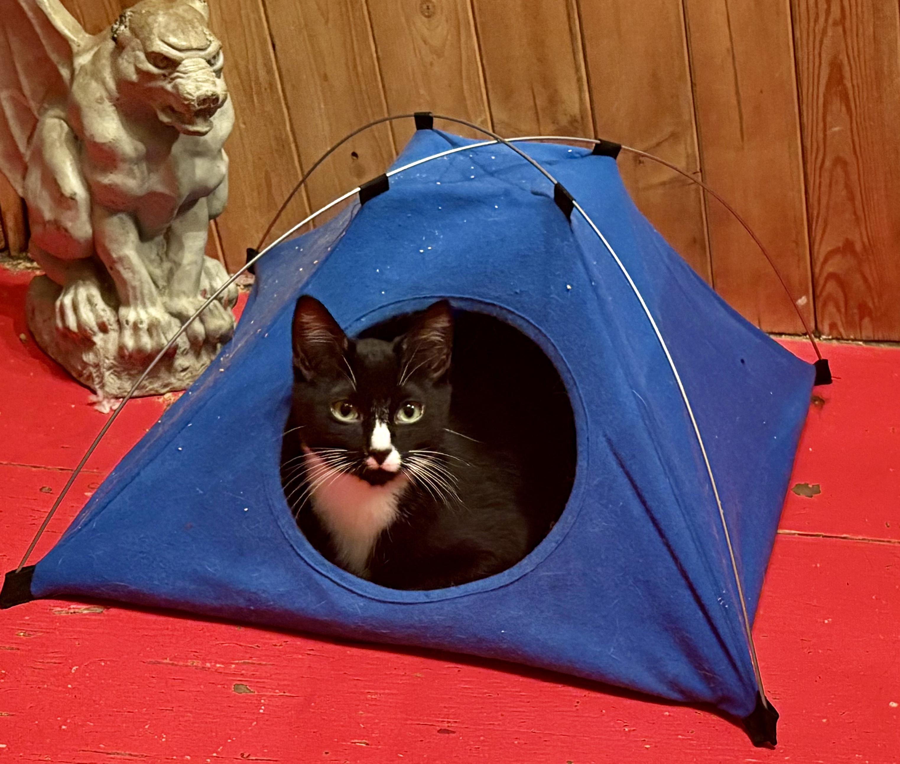 Fry, an adopted Domestic Short Hair in Nanaimo, BC image 3/6