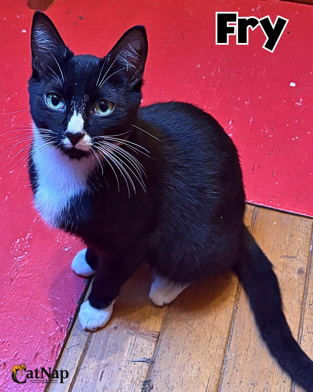 Fry, an adopted Domestic Short Hair in Nanaimo, BC image 2/6
