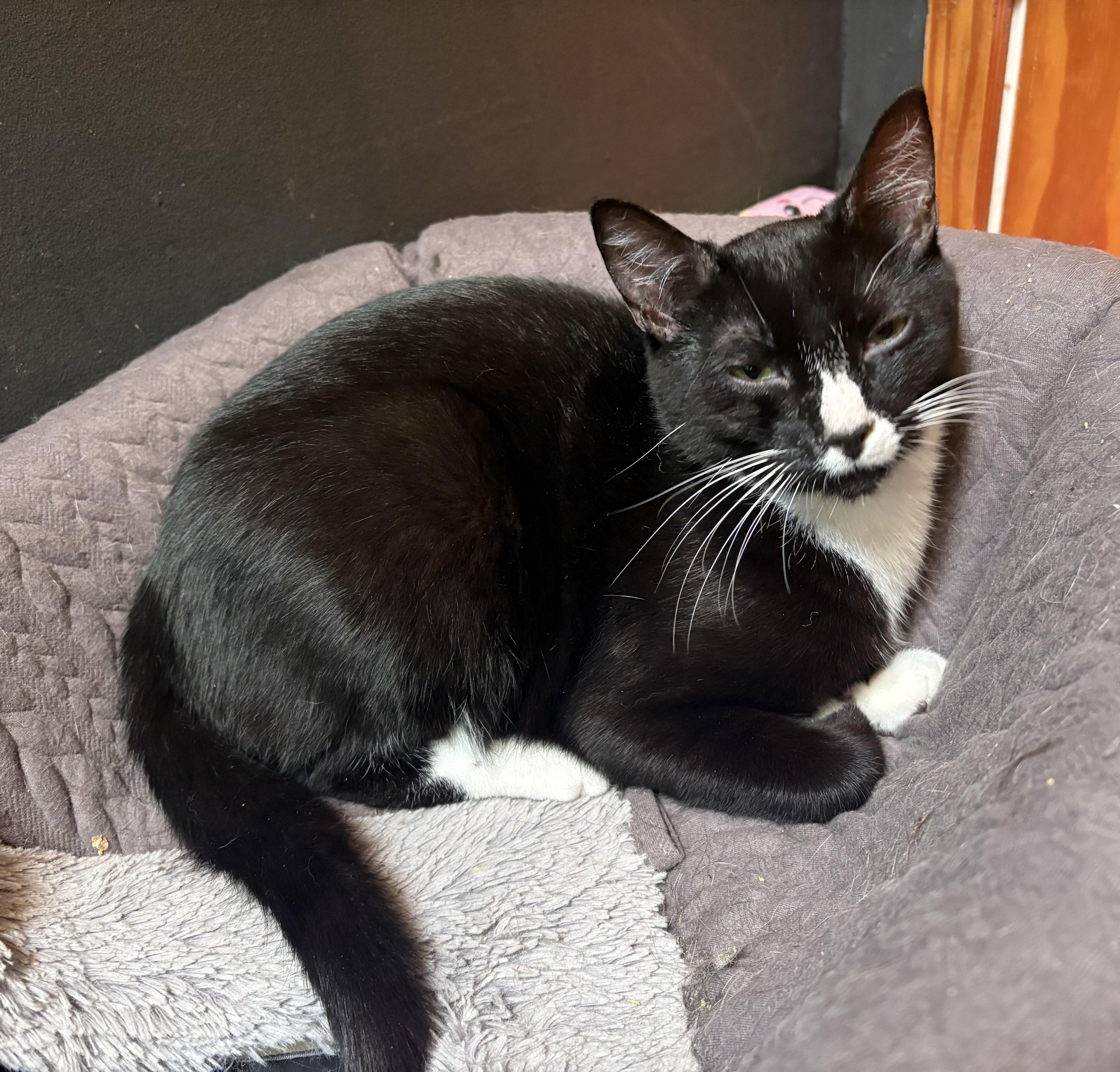 Fry, an adopted Domestic Short Hair in Nanaimo, BC image 4/6
