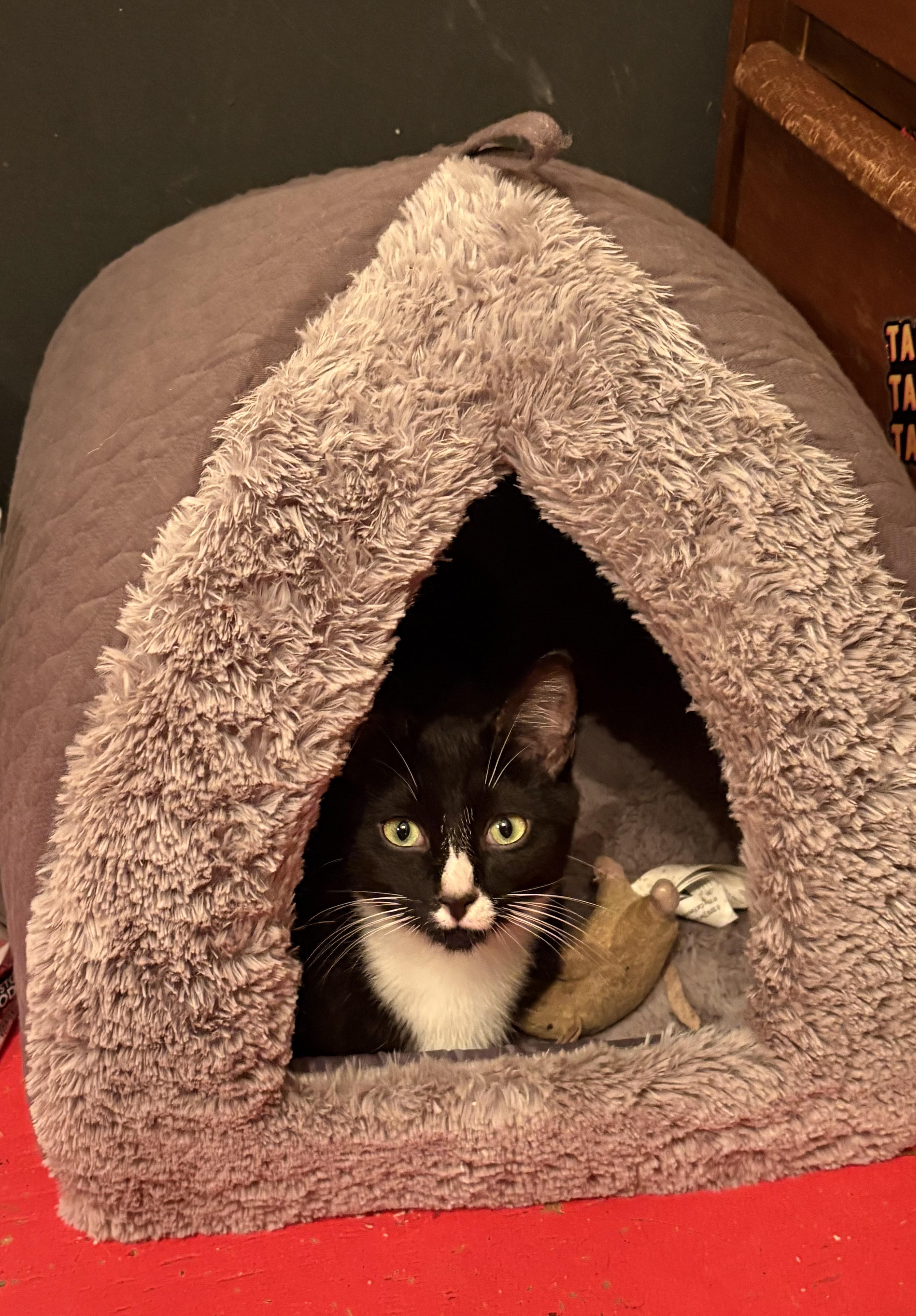 Fry, an adopted Domestic Short Hair in Nanaimo, BC image 6/6