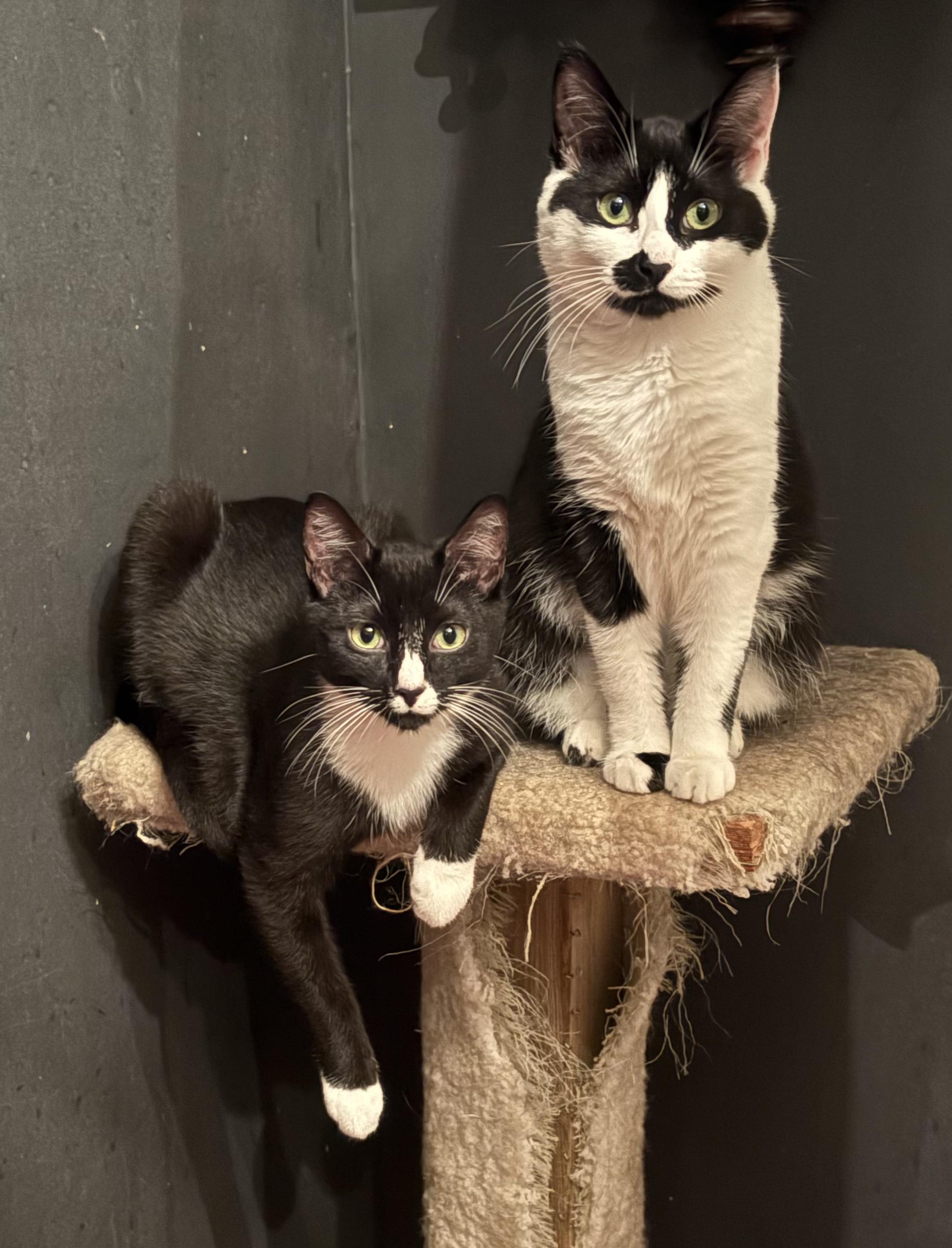 Fry, an adopted Domestic Short Hair in Nanaimo, BC image 5/6