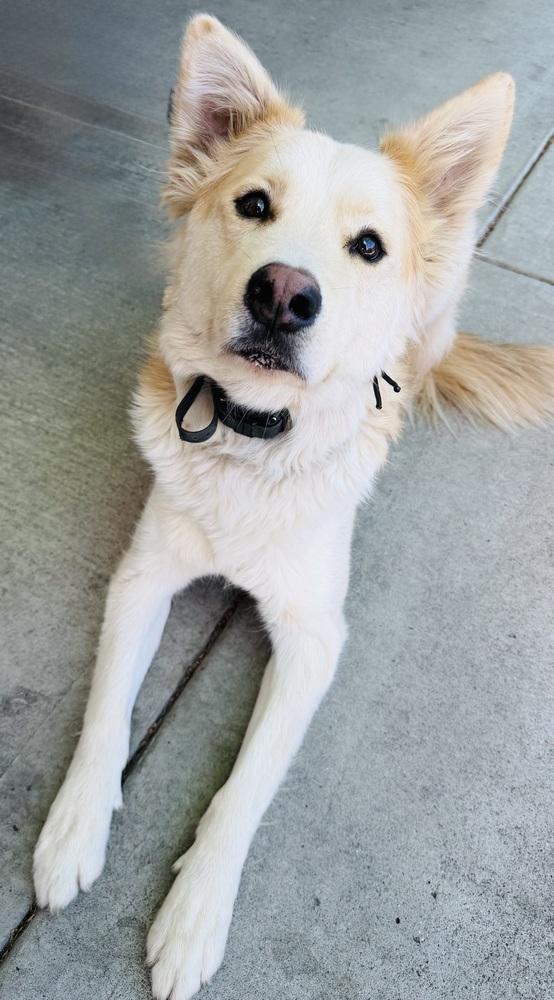 Enlarge Magnum, a Adoptable mixed breed in Pleasant Hill, CA image 1/6