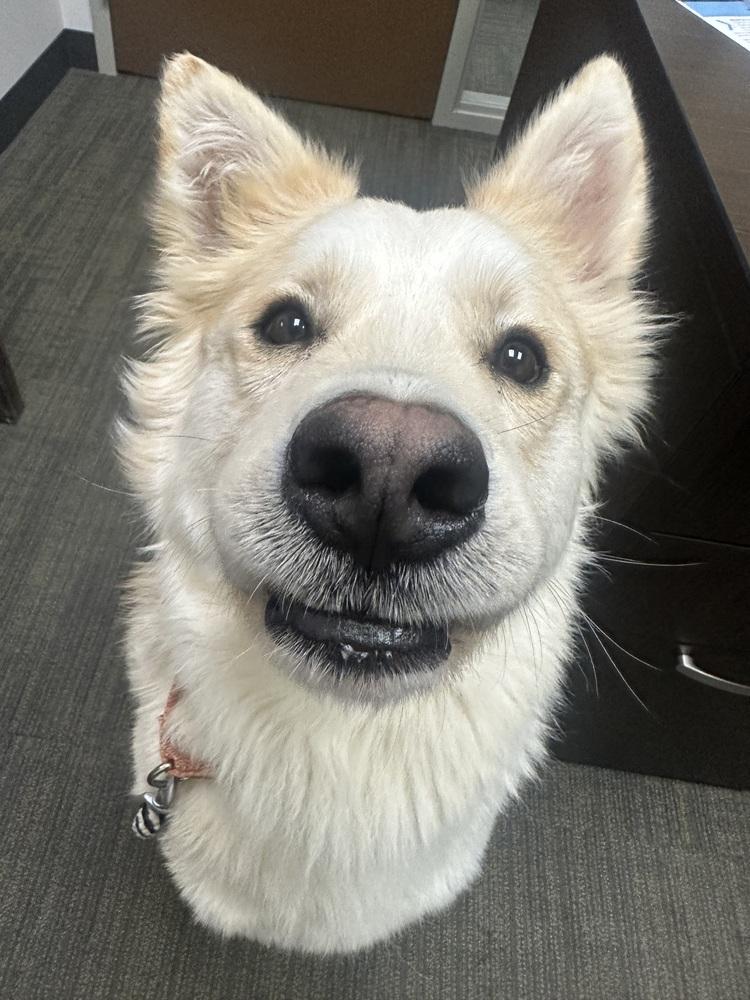 Magnum, a Adoptable mixed breed in Pleasant Hill, CA image 2/5