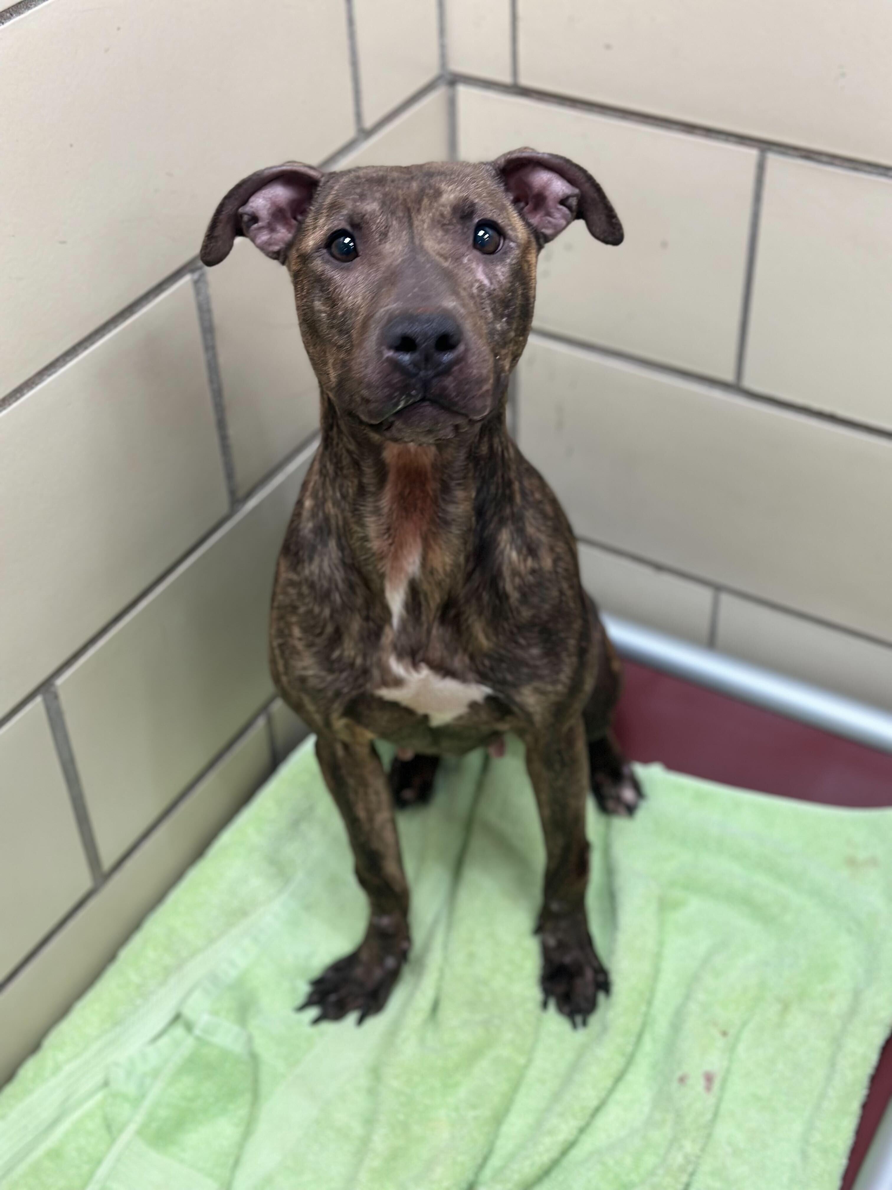 Enlarge Dumpling, a ADOPTABLE mixed breed in Conshohocken, PA image 4/6