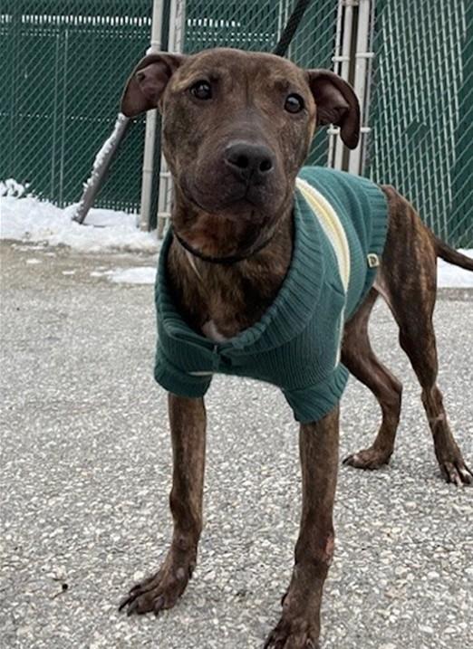 Enlarge Dumpling, a ADOPTABLE mixed breed in Conshohocken, PA image 3/6