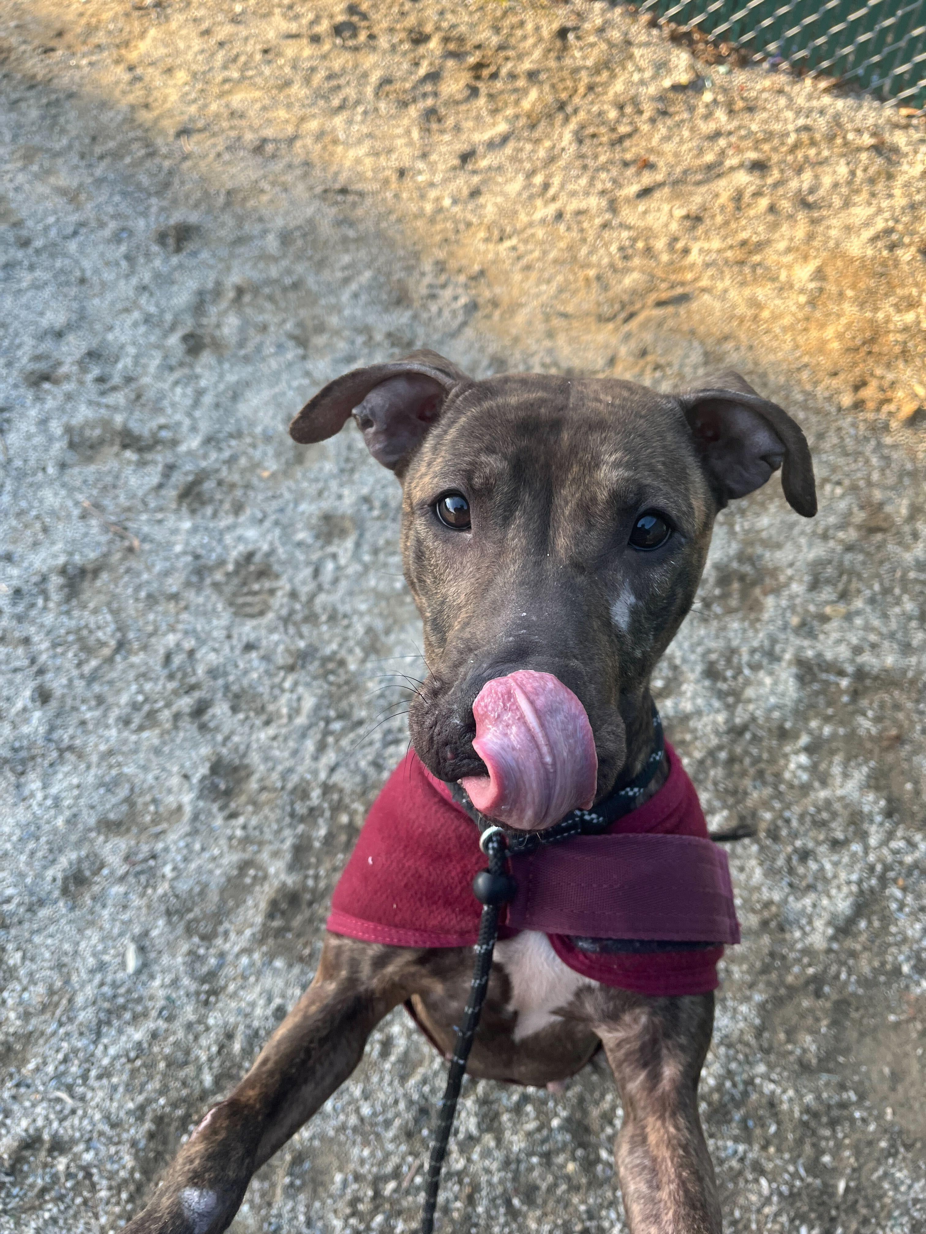 Enlarge Dumpling, a ADOPTABLE mixed breed in Conshohocken, PA image 5/6