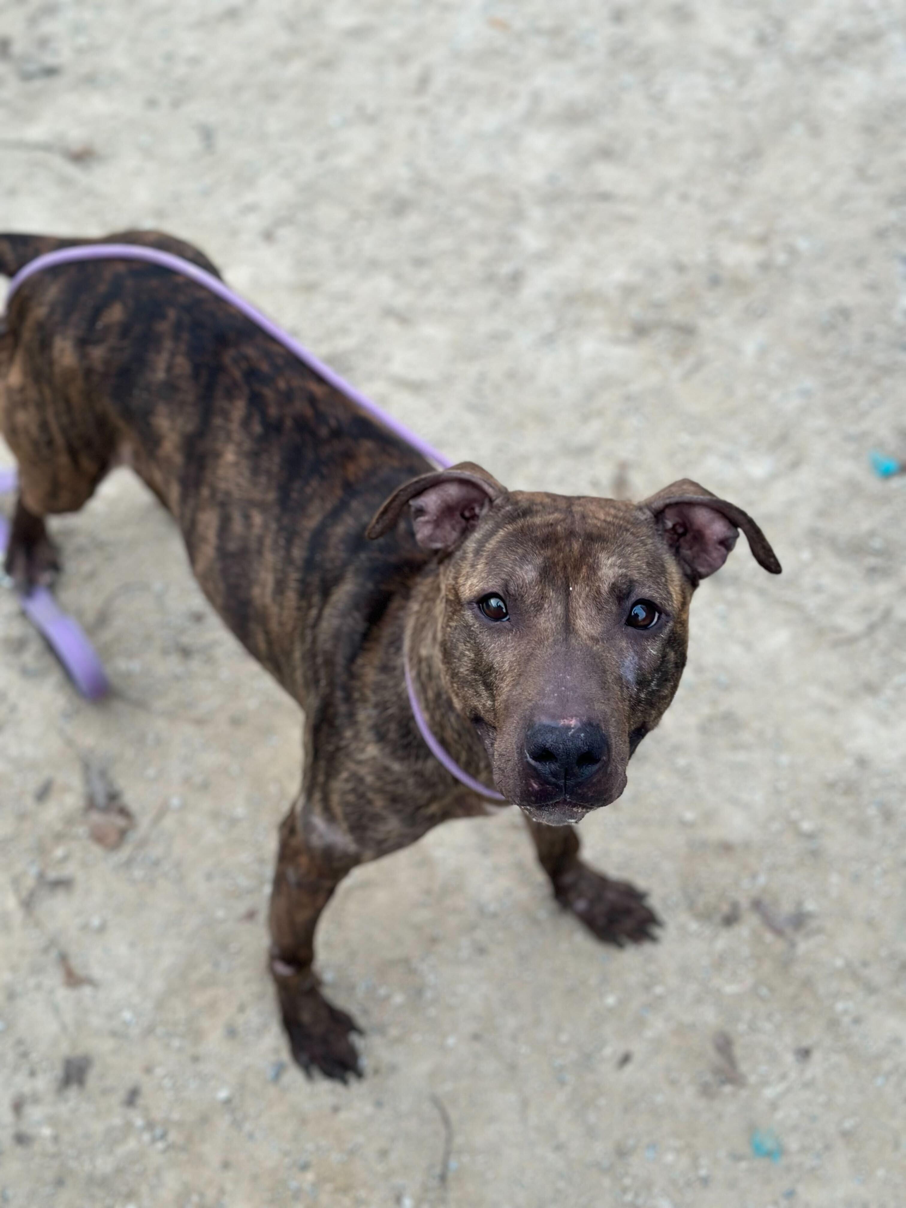 Enlarge Dumpling, a ADOPTABLE mixed breed in Conshohocken, PA image 6/6