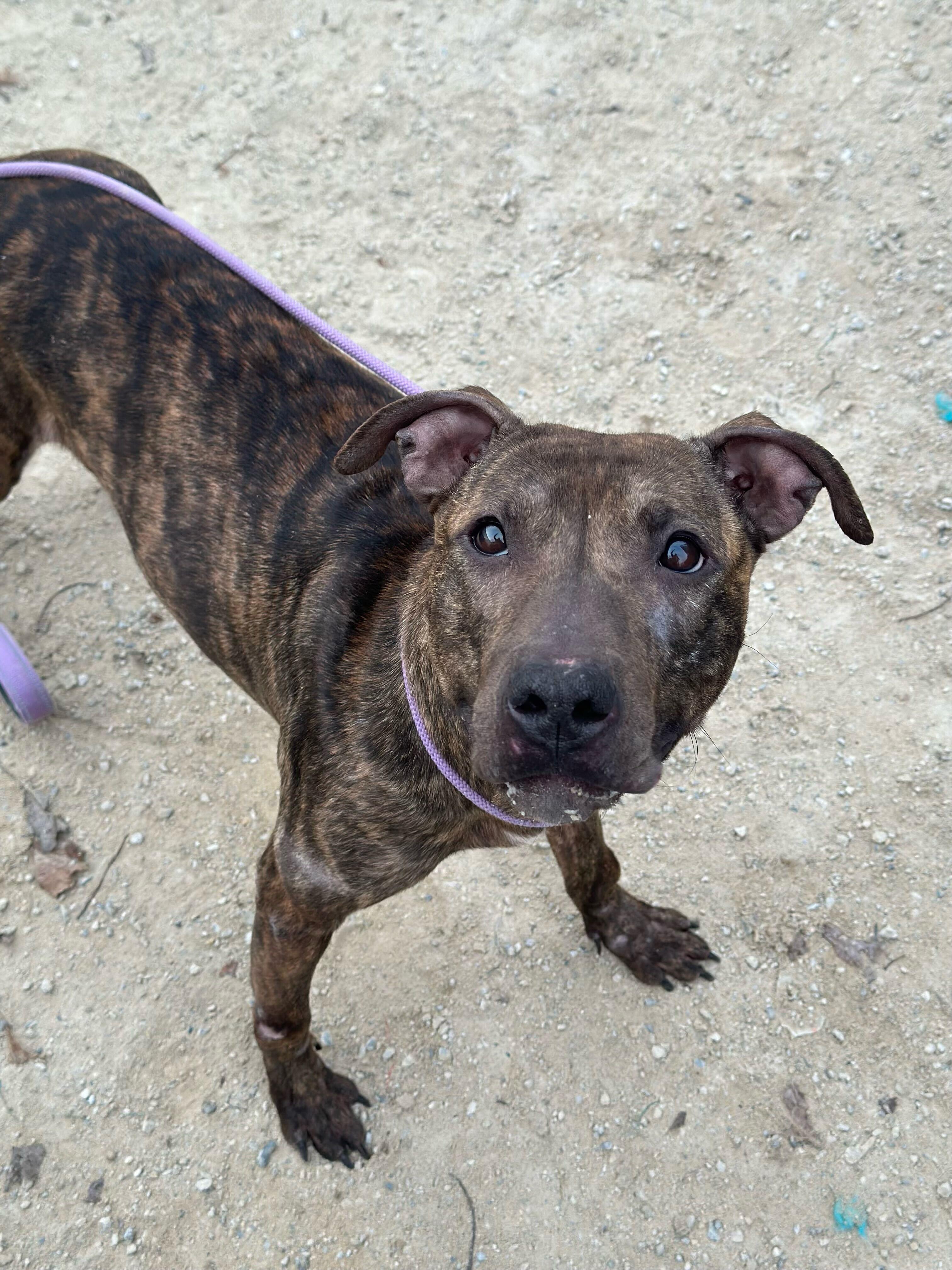 Enlarge Dumpling, a ADOPTABLE mixed breed in Conshohocken, PA image 2/6