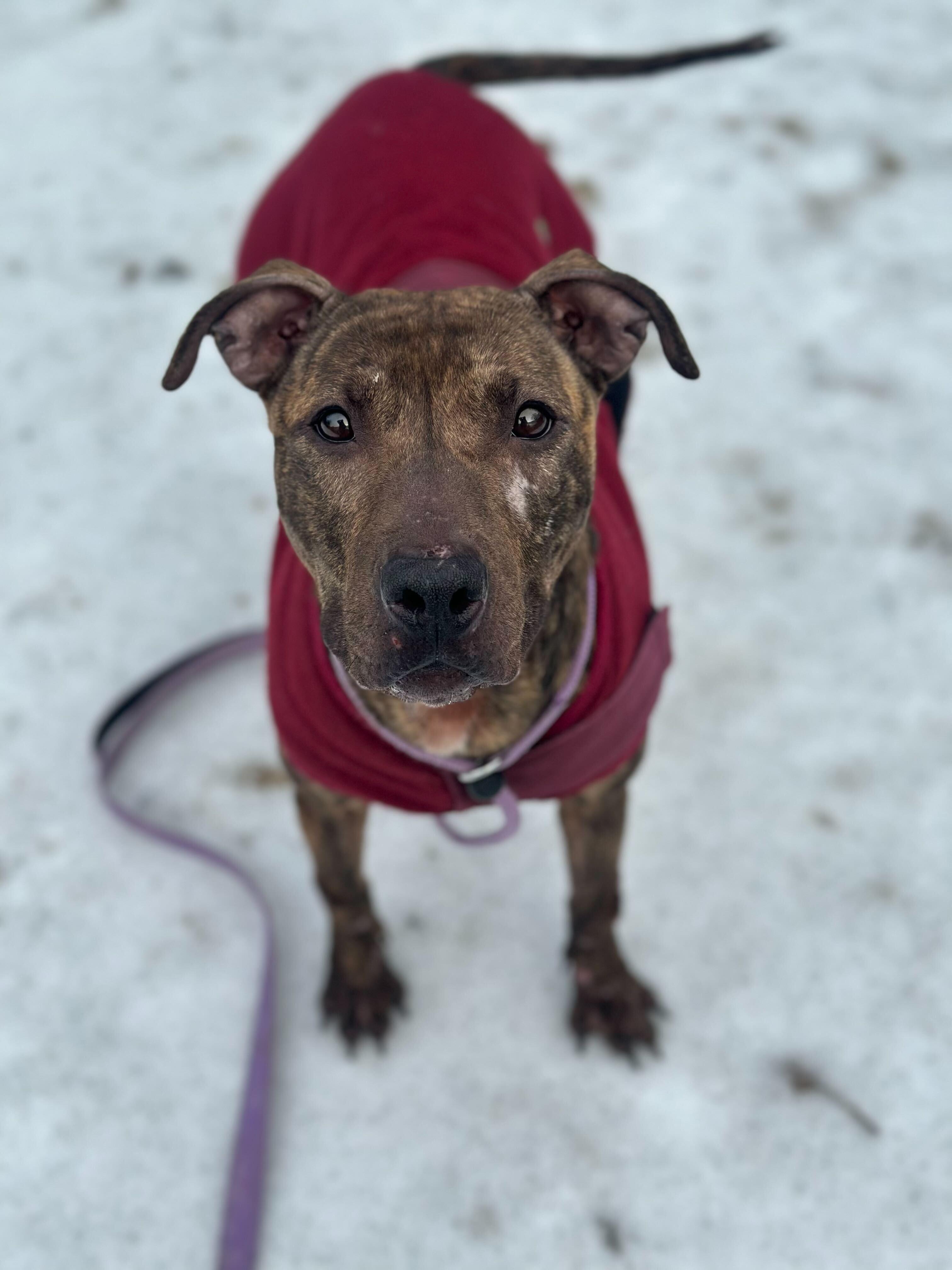 Enlarge Dumpling, a ADOPTABLE mixed breed in Conshohocken, PA image 1/6
