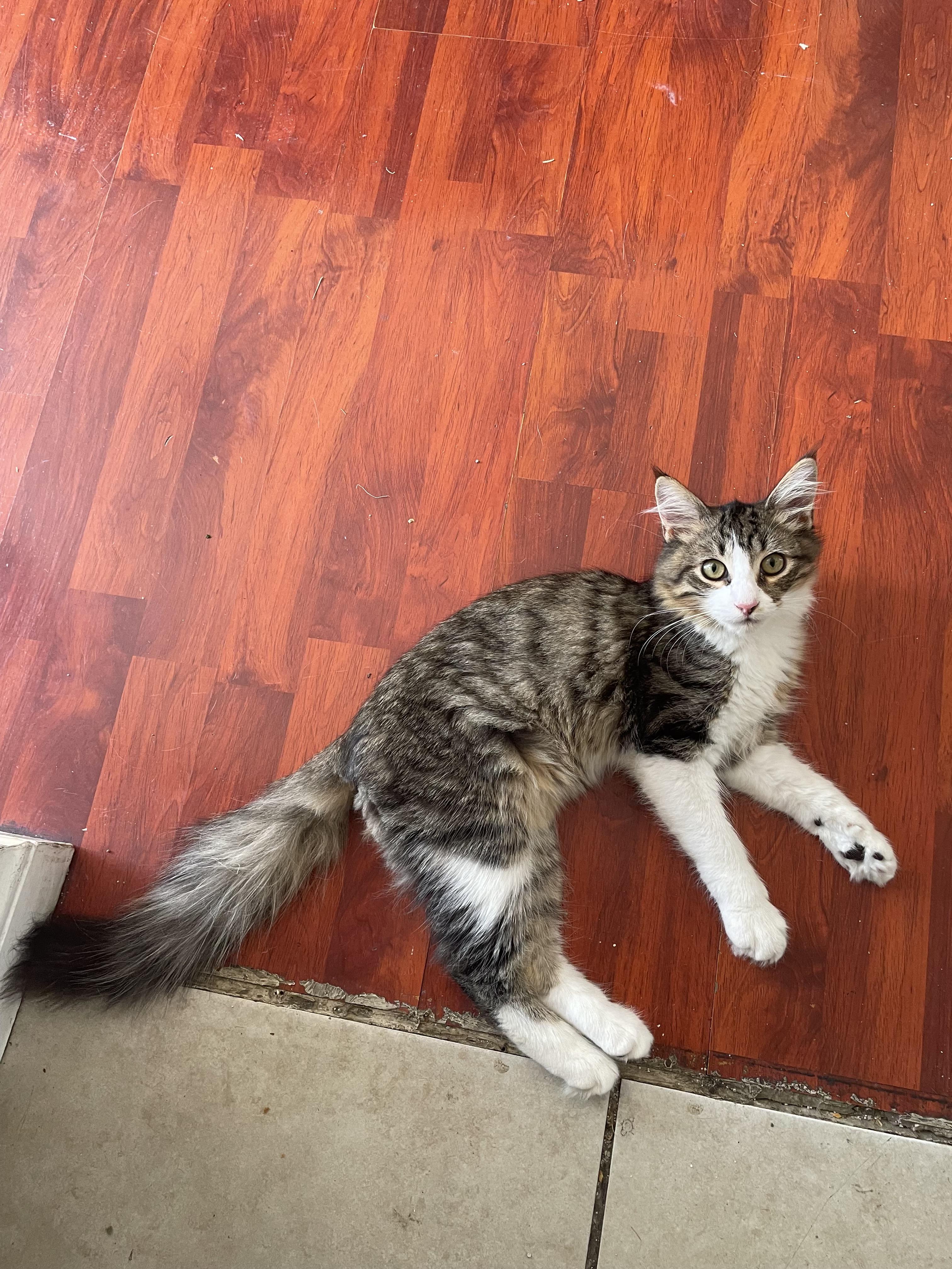 Enlarge Gizmo, a Adoptable Domestic Medium Hair in Long Beach, CA image 1/1