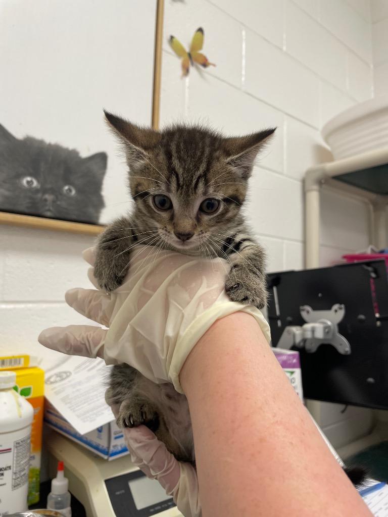 Skittles, Adoptable, Kitten Female Domestic Short Hair.
