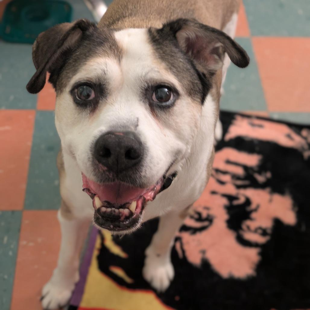 Regulus, Adoptable, Senior Male Boxer & Mixed Breed.