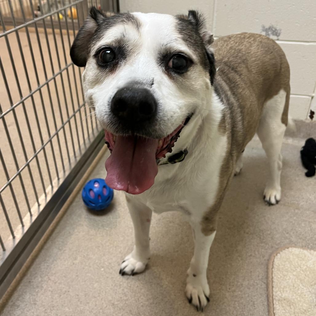 Regulus, Adoptable, Senior Male Boxer & Mixed Breed.