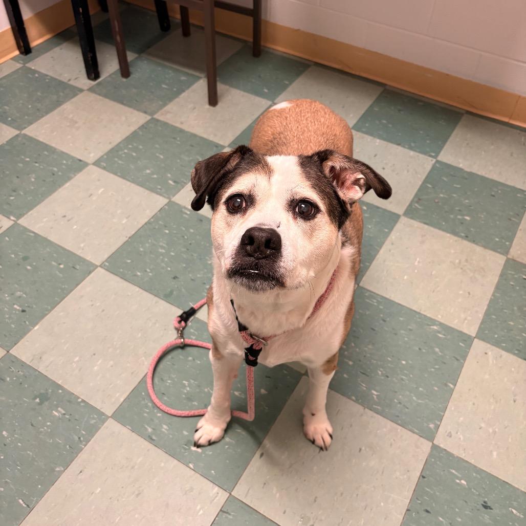 Enlarge Regulus, a Adoptable mixed breed in South Burlington, VT image 2/6